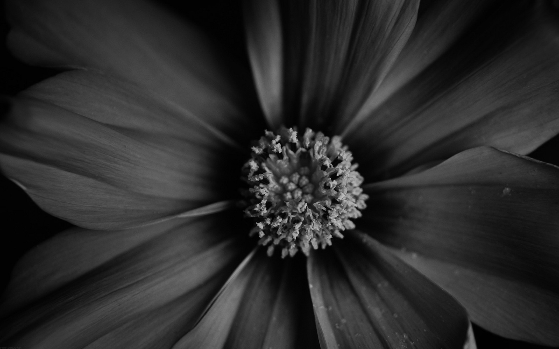 Dark Flower Wallpaper (70+ images)