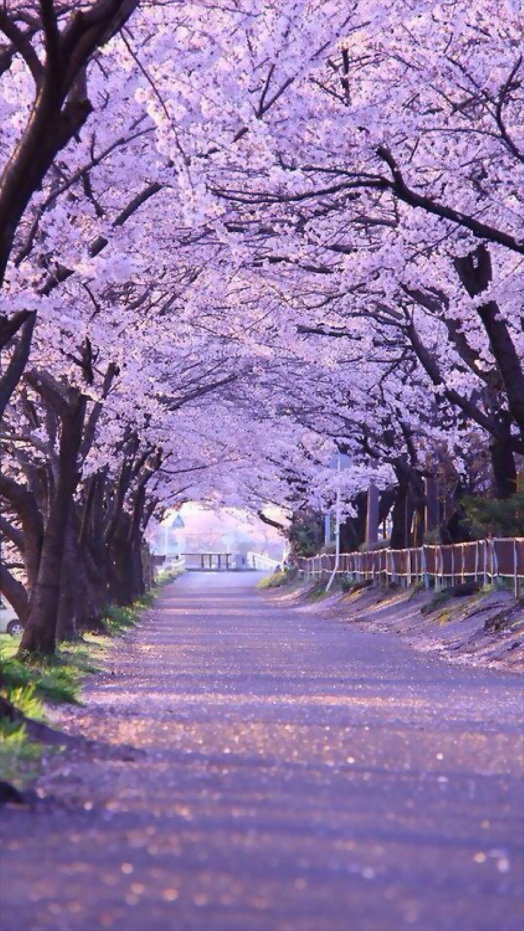 Cherry Blossom Japanese Wallpaper