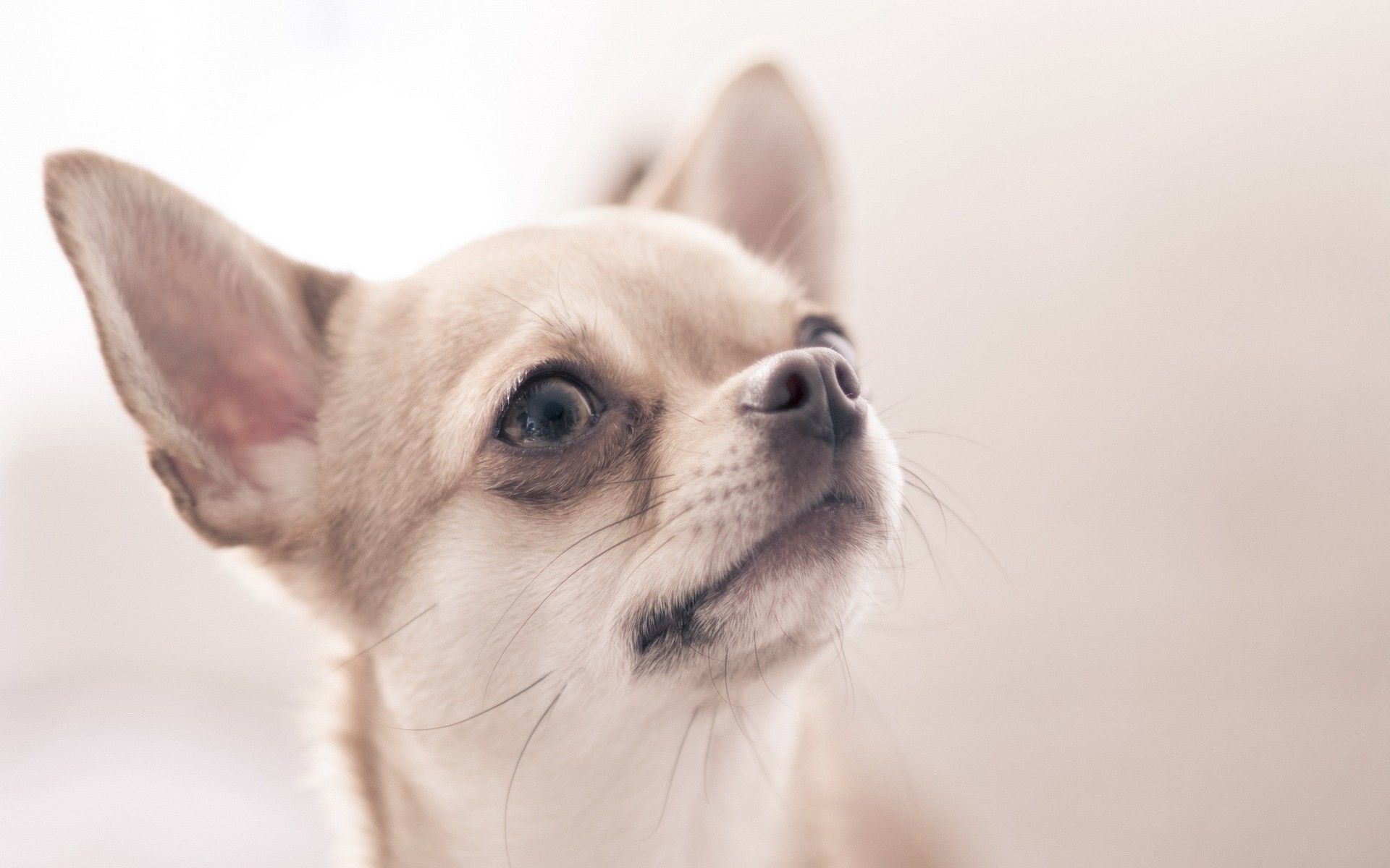 Cute Chihuahua Wallpapers (59+ images)