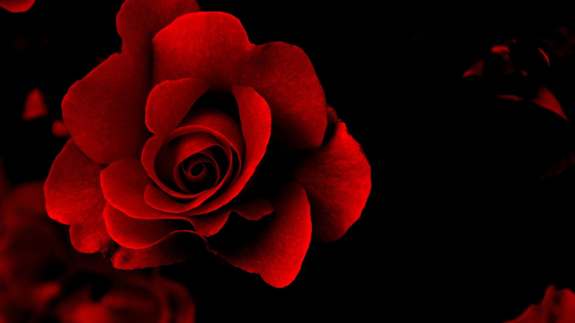 Red Rose with Black Background (42+ images)