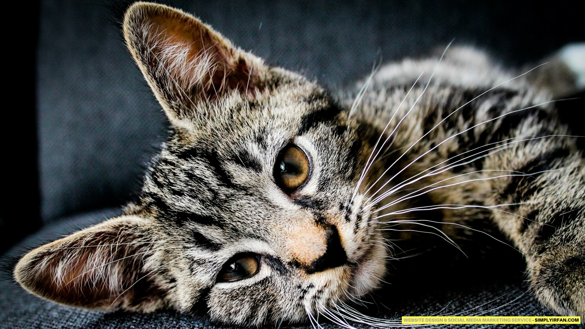 HD Cat Wallpapers 1920x1080 (69+ images)