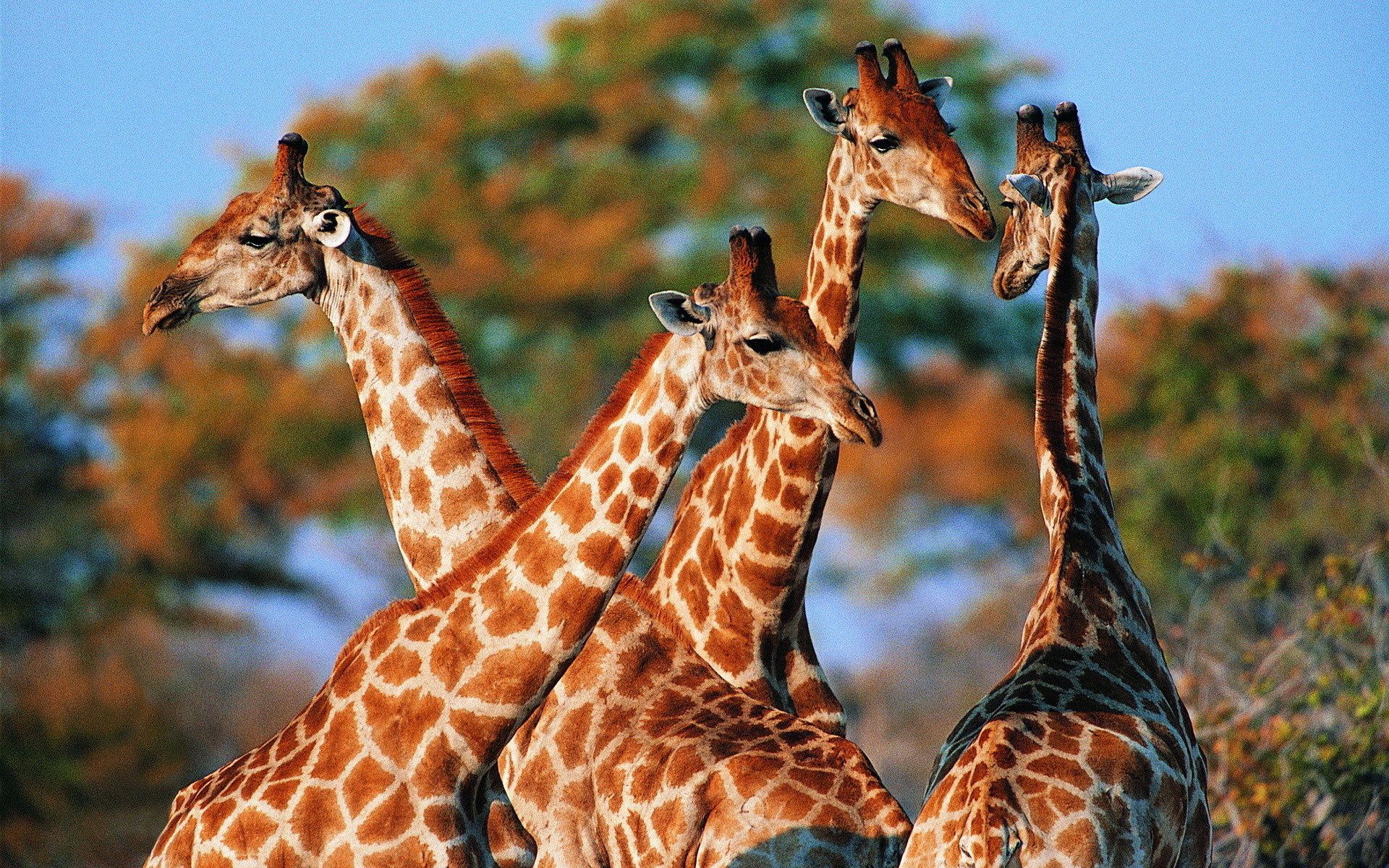 Giraffes Wallpapers 78 Images Giraffes Wallpapers 78 Images