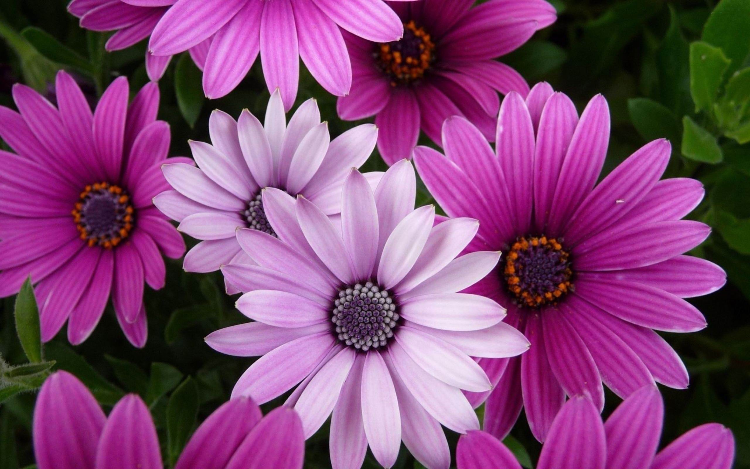 Flower Desktop Backgrounds (60+ images)