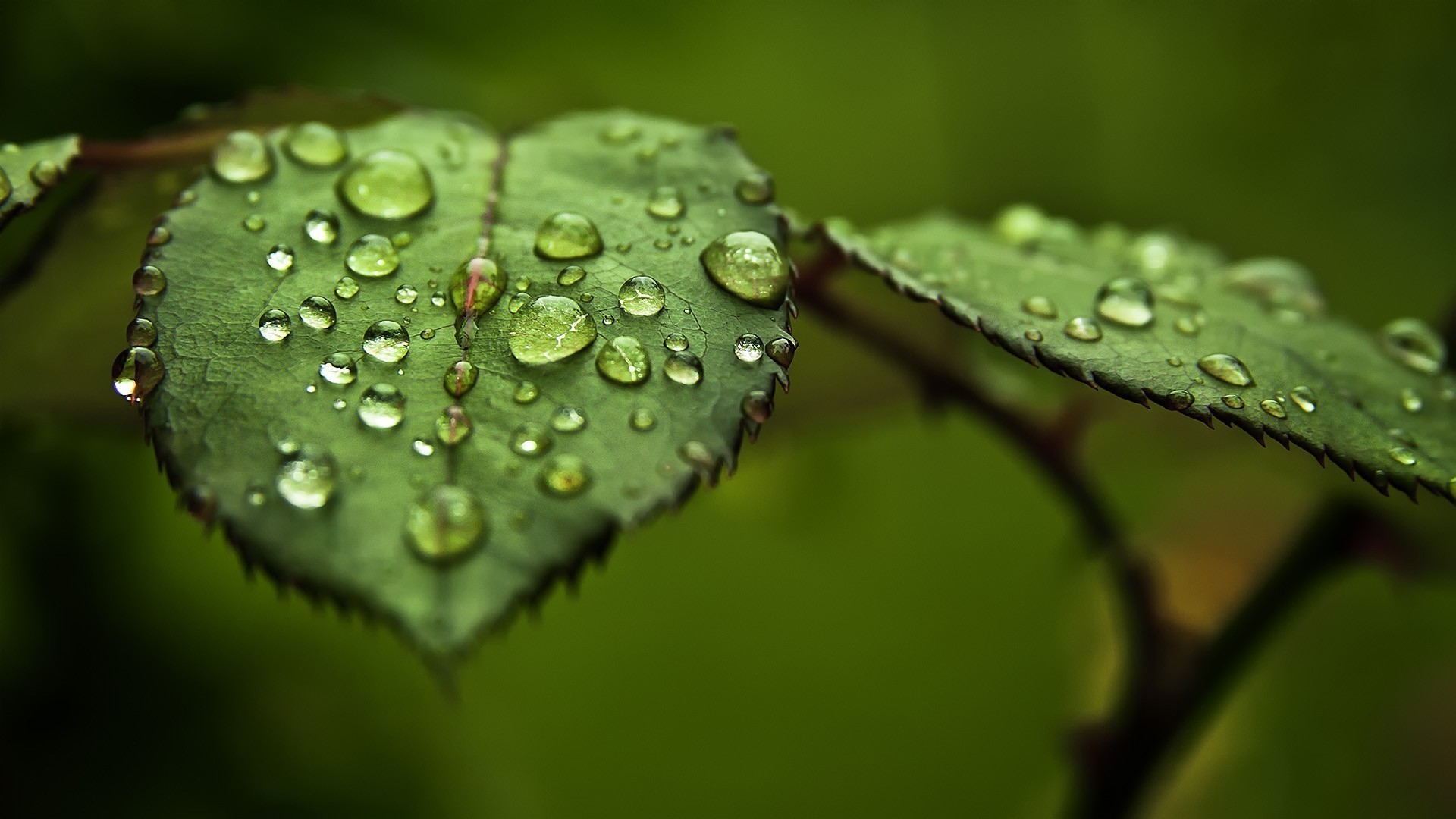 Beautiful Rain Drops Wallpapers with Quotes (52+ images)