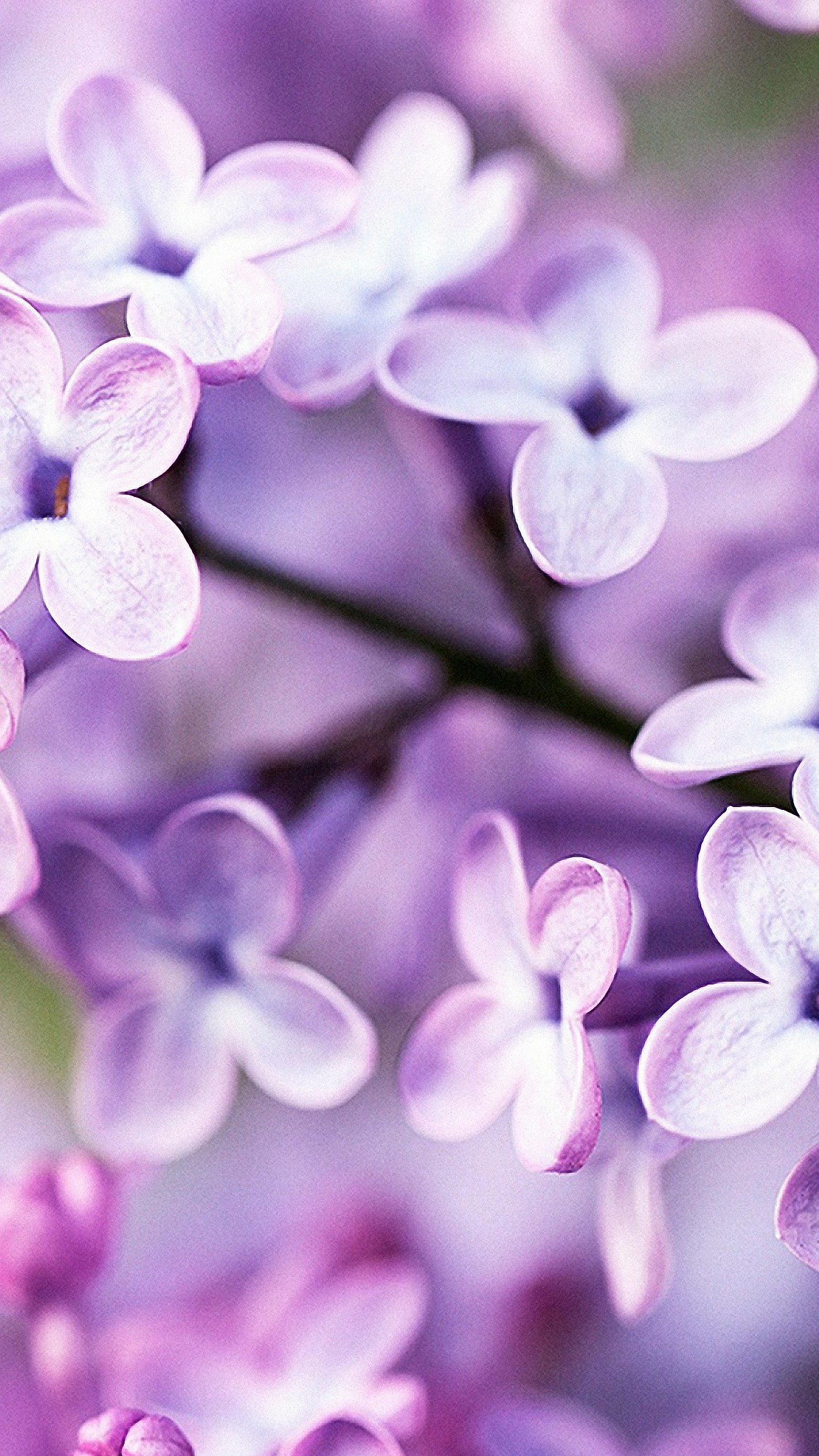 Purple Flowers Iphone Wallpaper