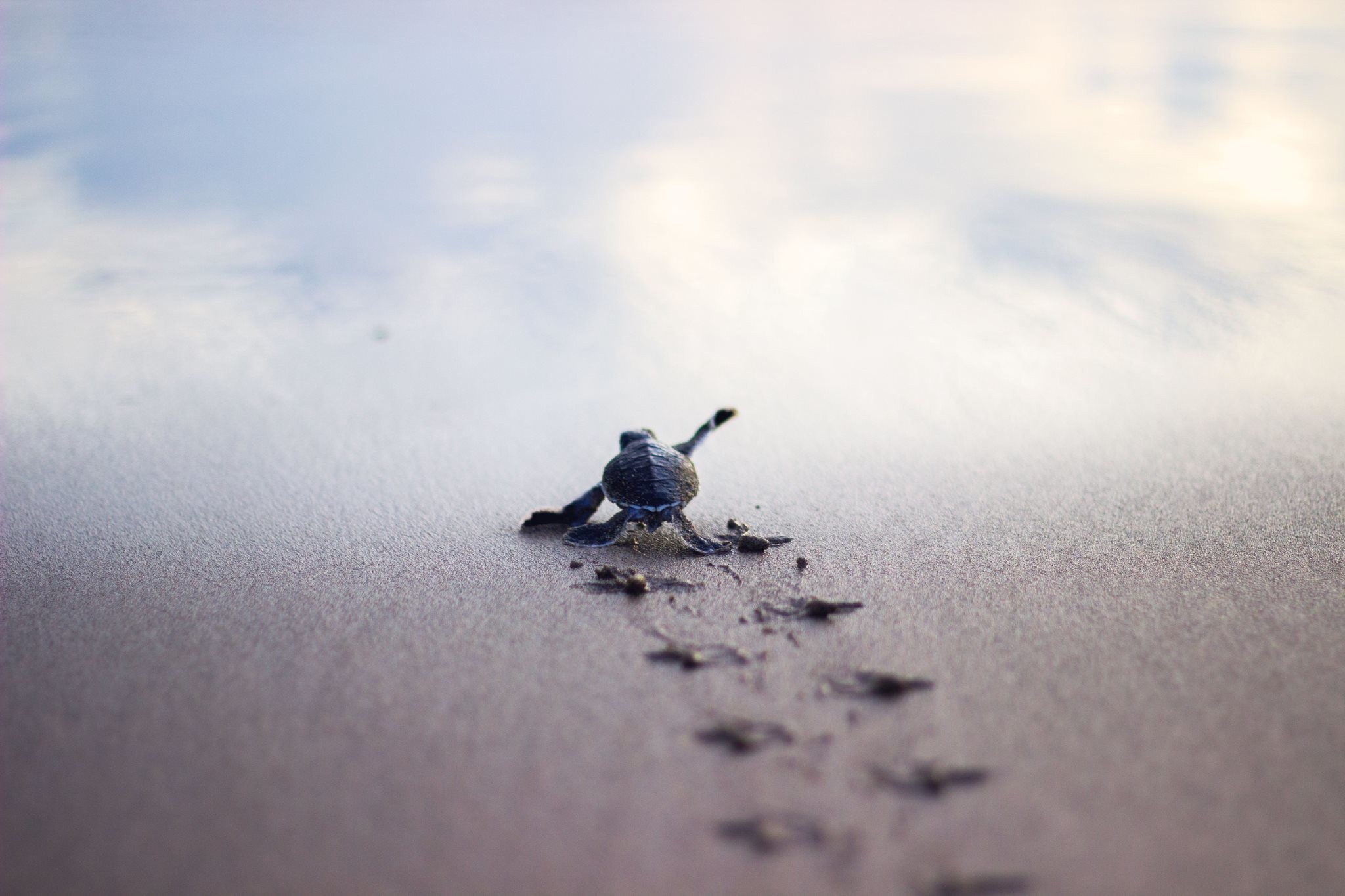 Baby Turtle Wallpaper (54+ images)