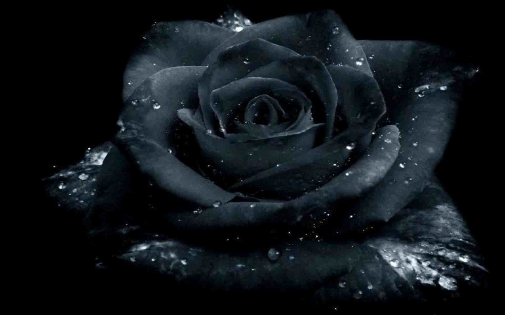 Black Roses Wallpaper 64 Images