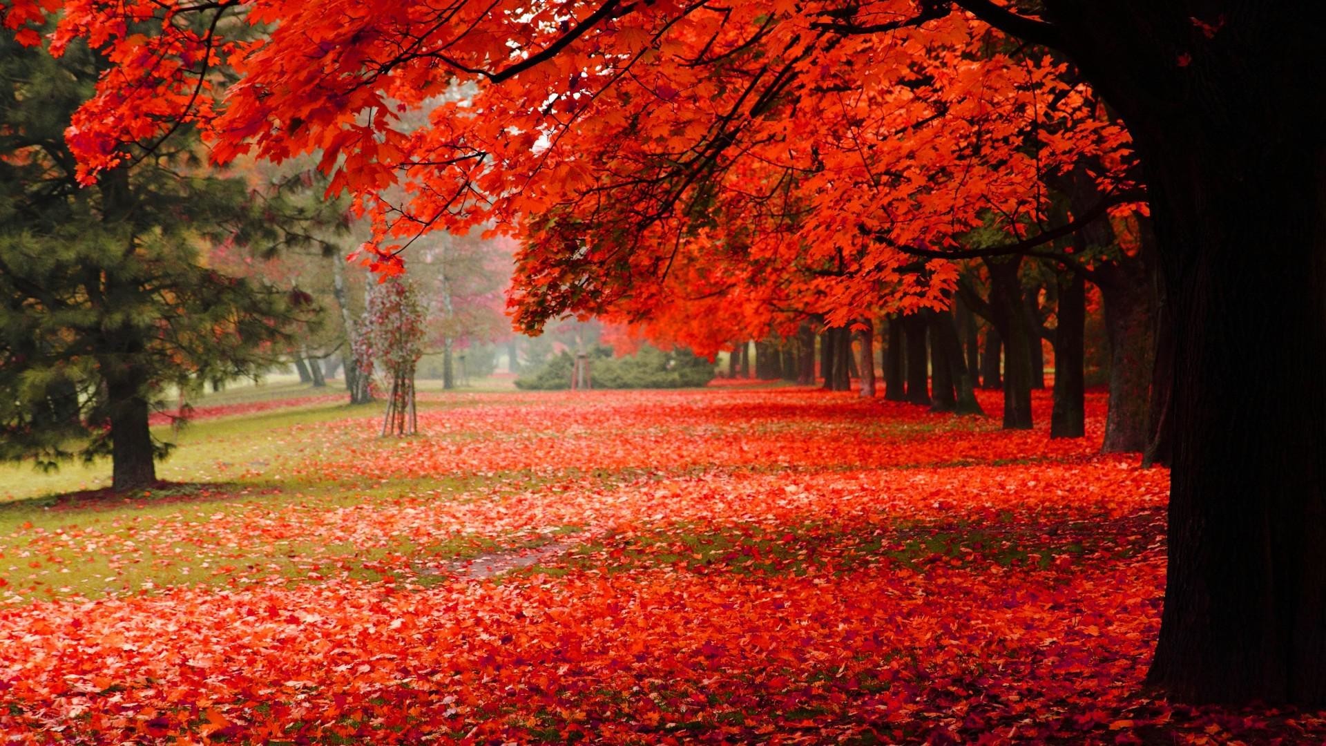 Beautiful Fall Backgrounds (50+ images)