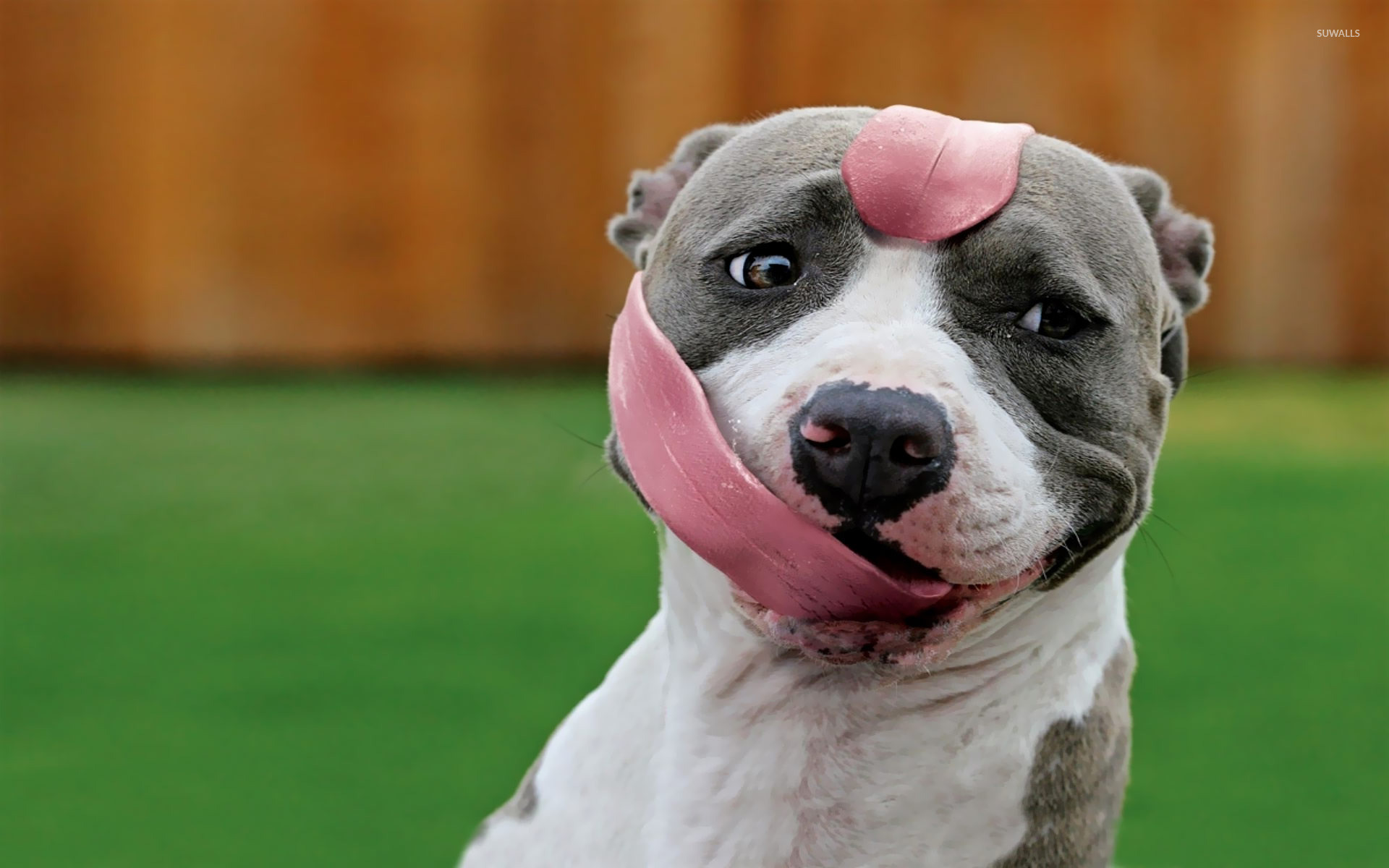 Blue Pitbulls and Hair Loss: What You Need to Know - wide 5