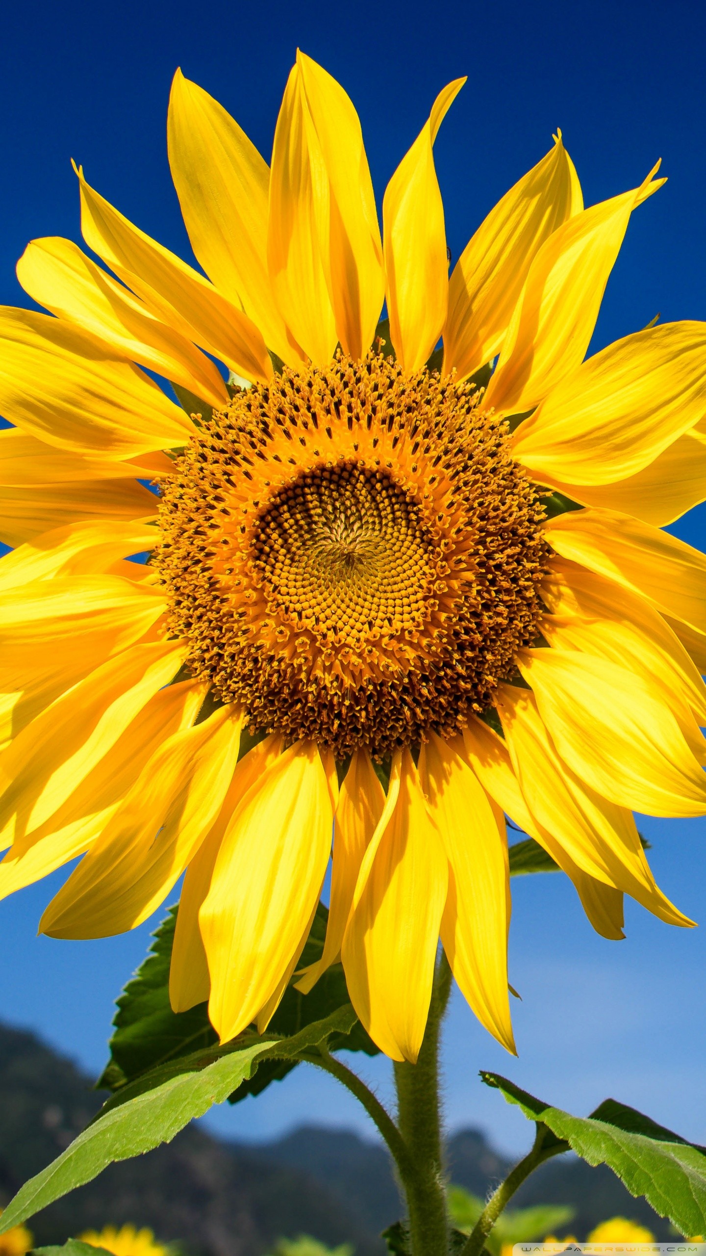 Sunflowers Wallpaper (61+ images)
