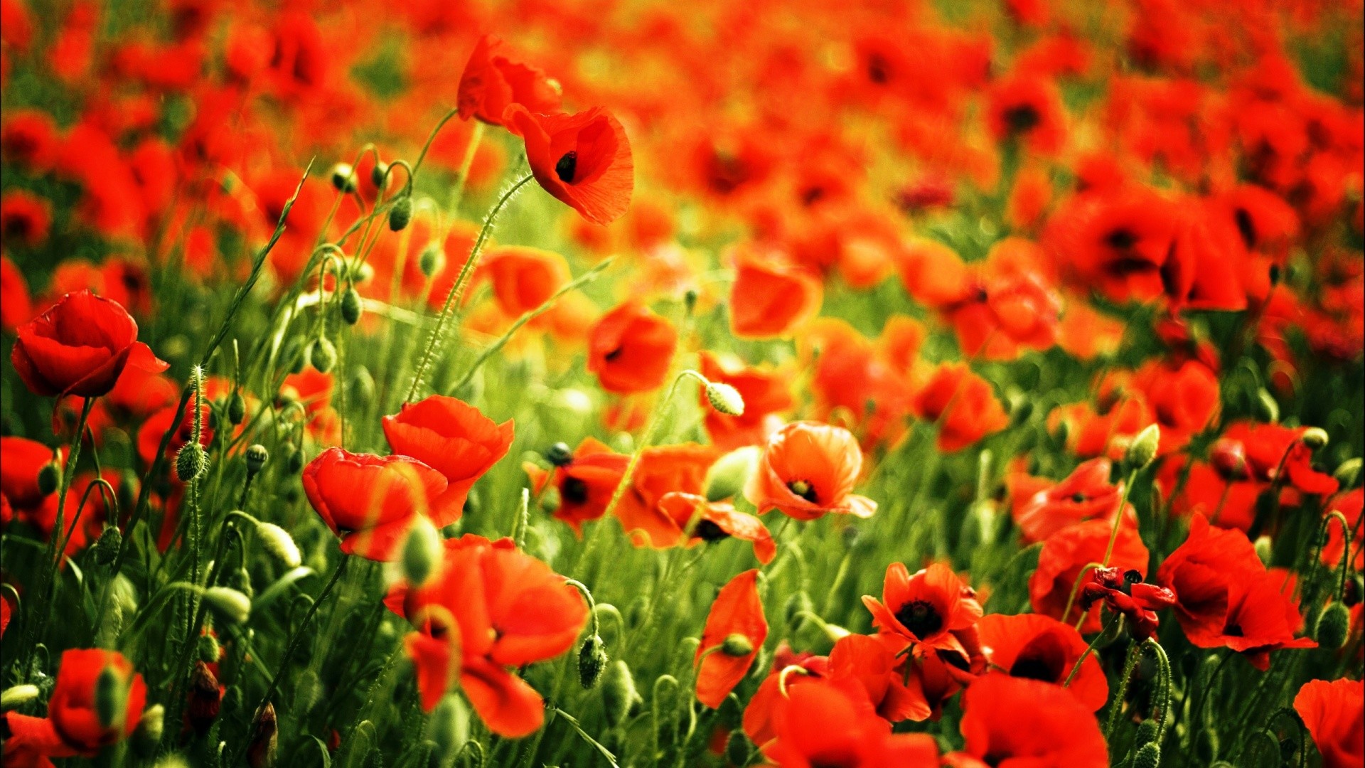 Red Poppy Wallpaper (58+ images)