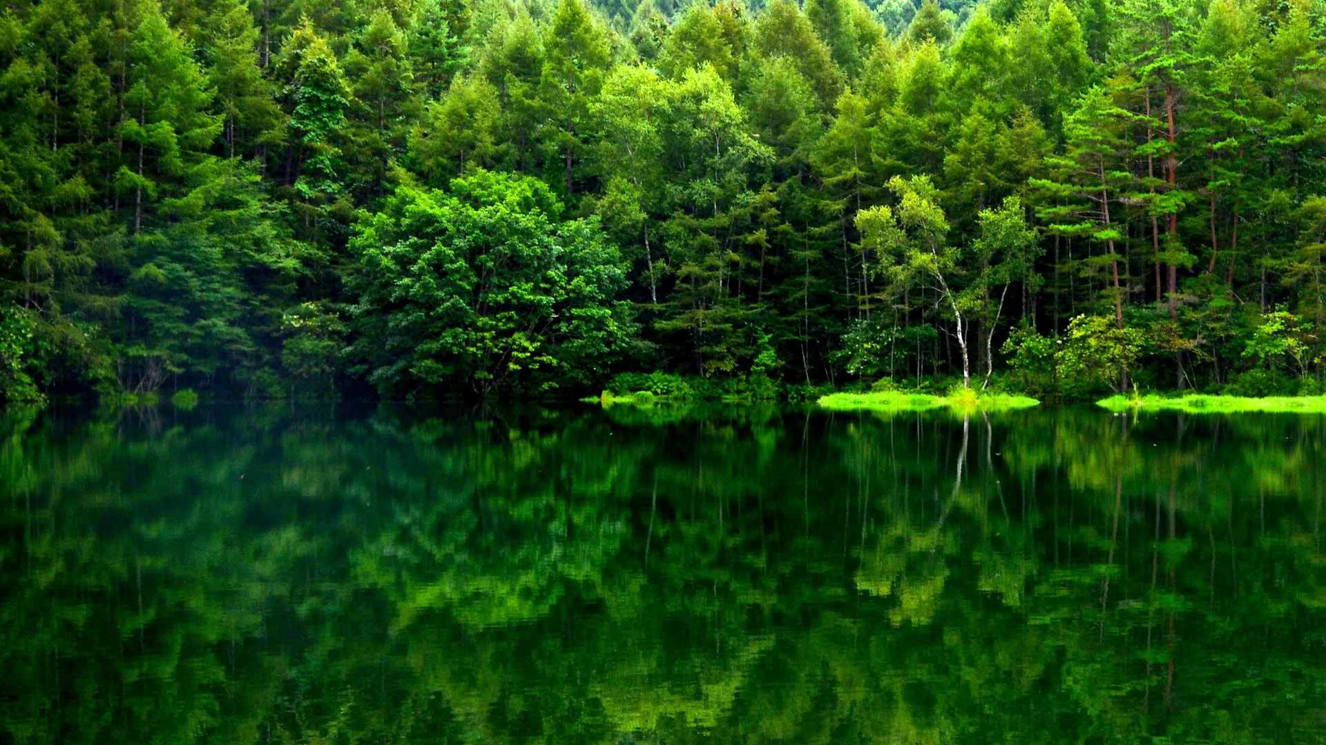 Green Forest Wallpaper (71+ images)