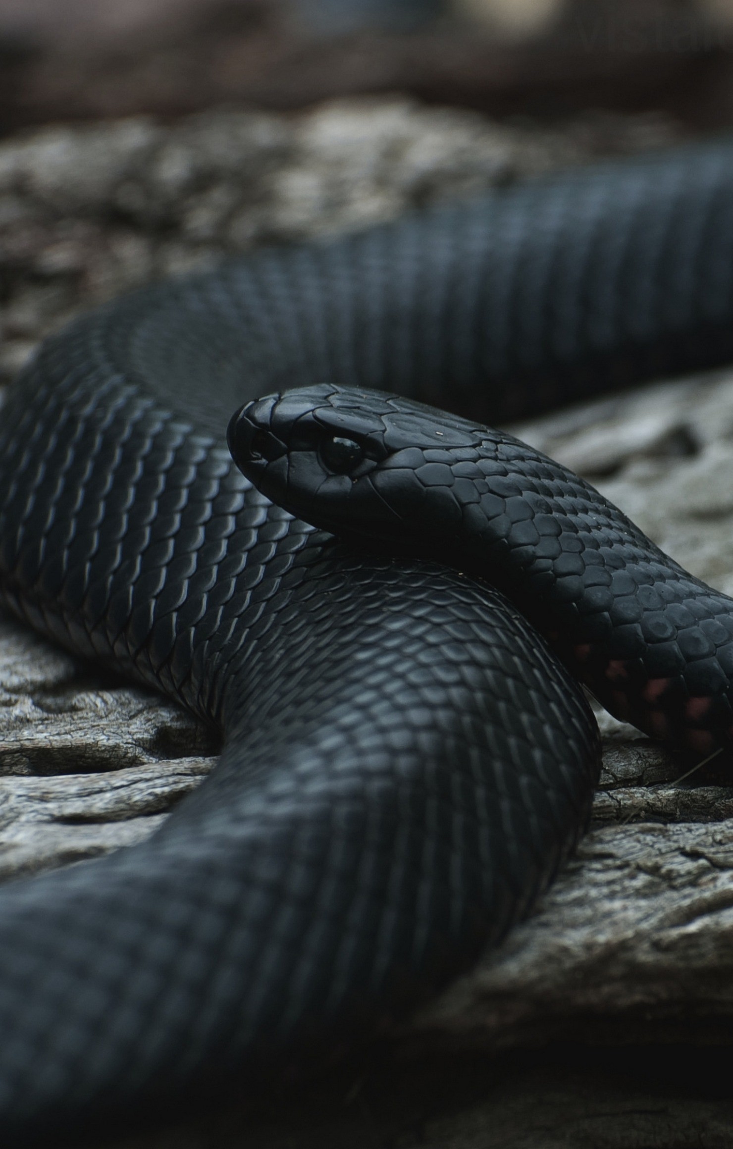 Black Snake Wallpaper (60+ images)