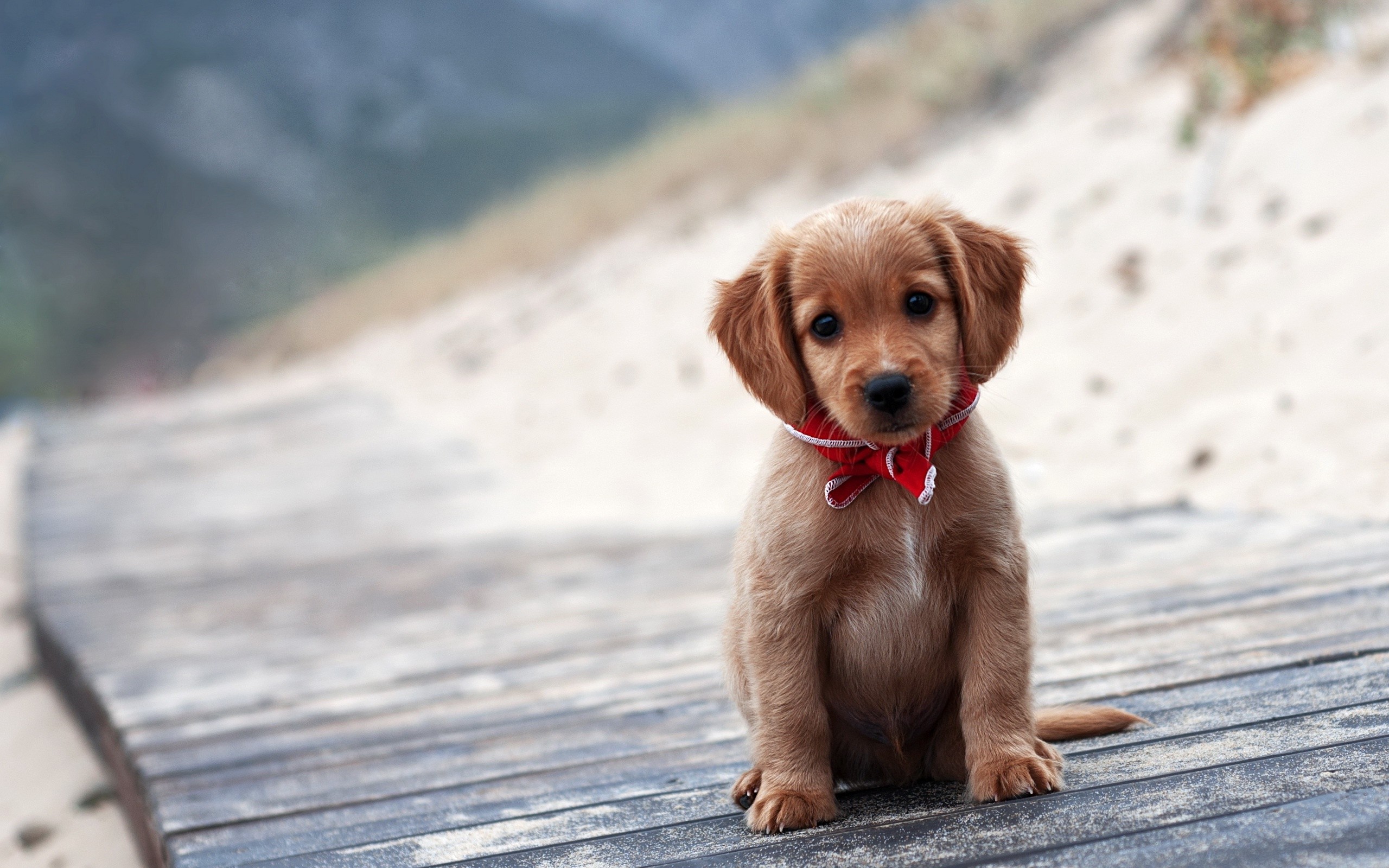 Cute Puppy Wallpapers For Desktop (58+ Images)