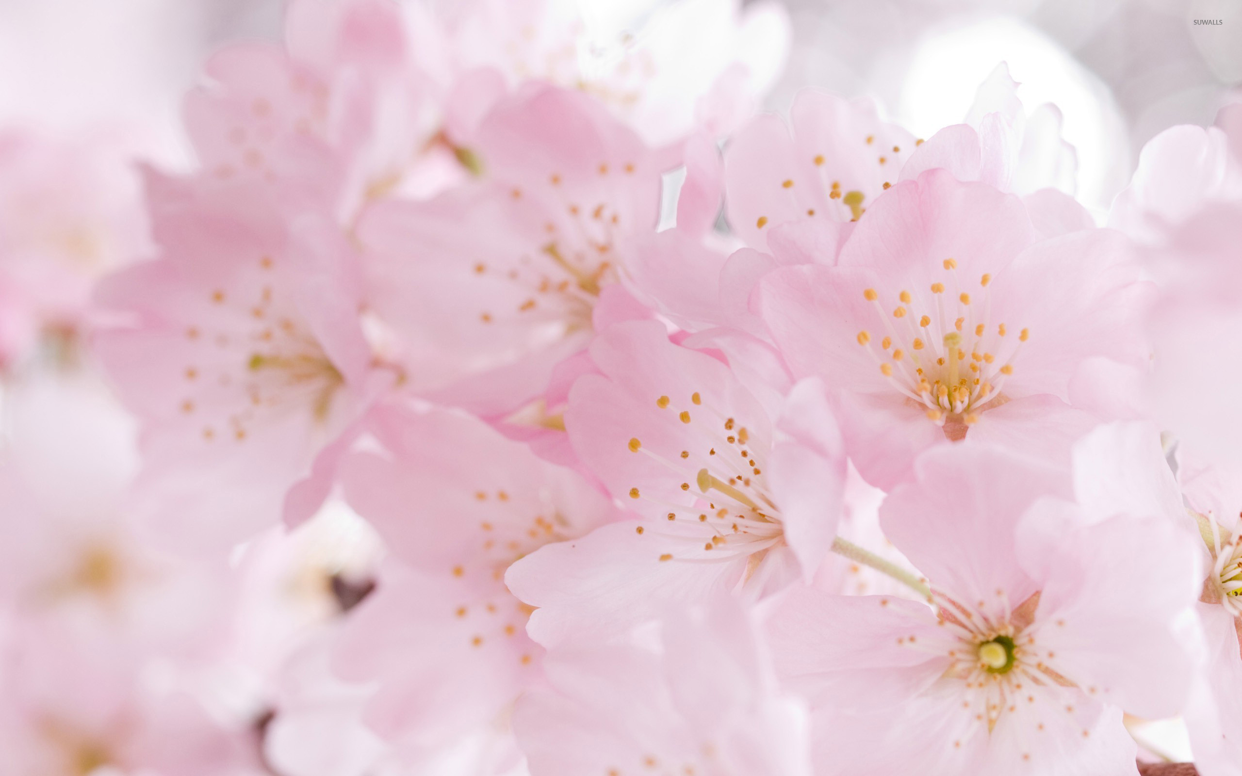 Pink Cherry Blossom Wallpaper 62 Images Pink Cherry Blossom Wallpaper 62 Images
