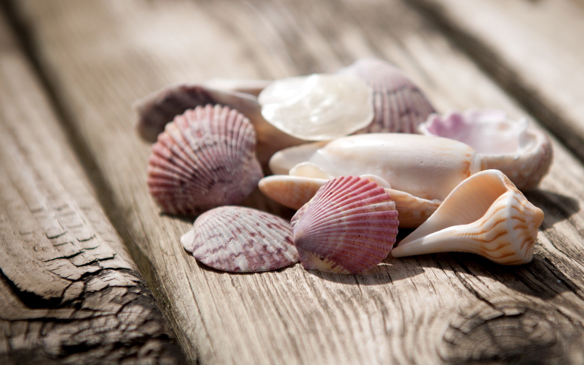 Sea Shells Wallpaper (52+ images)