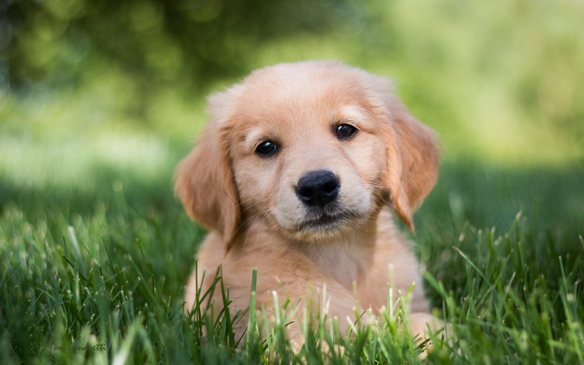 Puppy Wallpapers Free / Free Download Cute Puppy Wallpapers