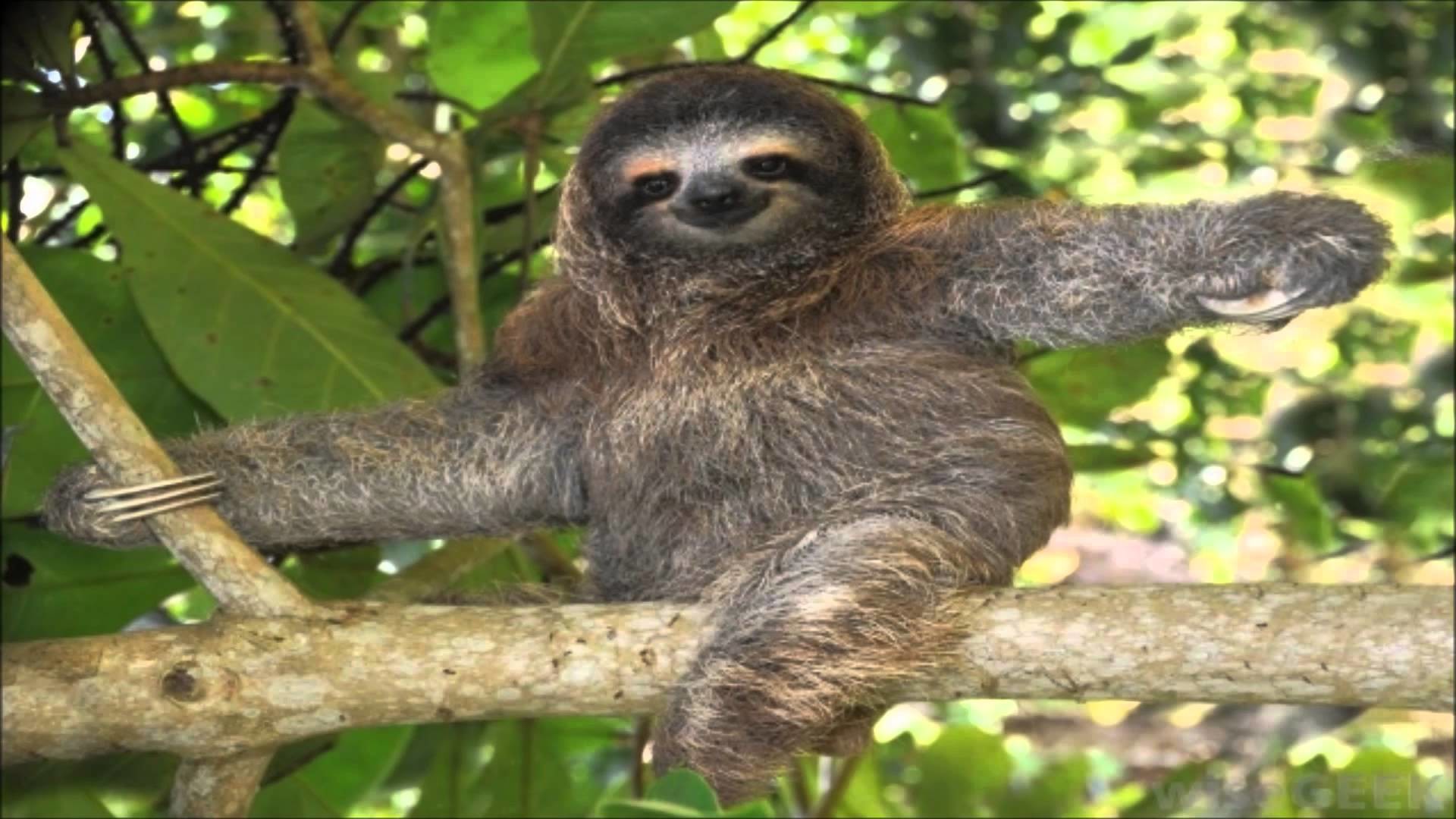 Cute Sloth Wallpaper (67+ images)