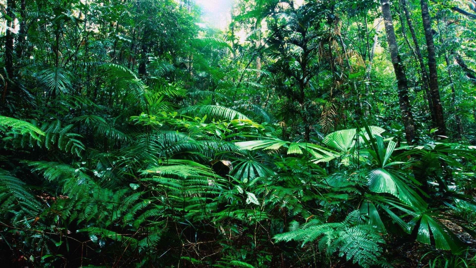 Rainforest Wallpaper (61+ images)