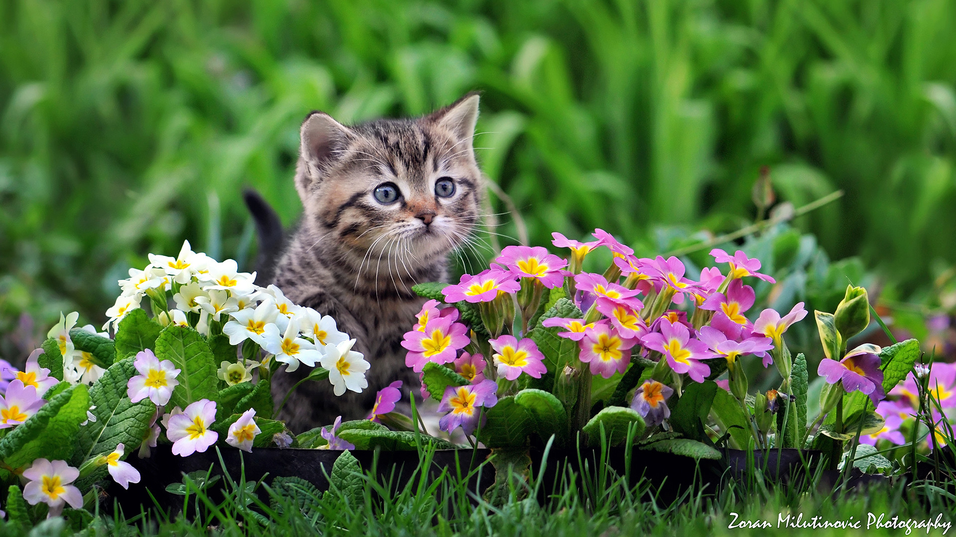 Kitten Spring Wallpaper (65+ images)