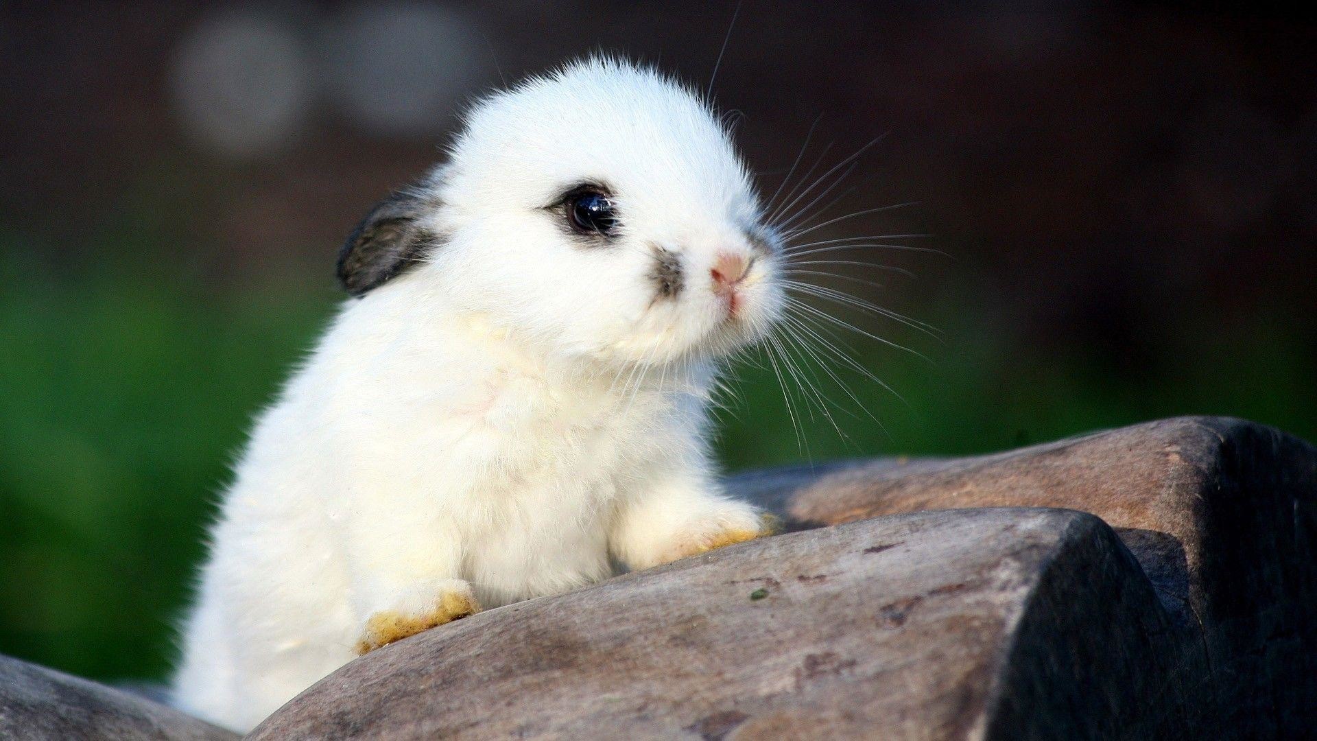 Cute Animal Wallpapers For Desktop 54 Images Cute Animal Wallpapers For Desktop 54 Images