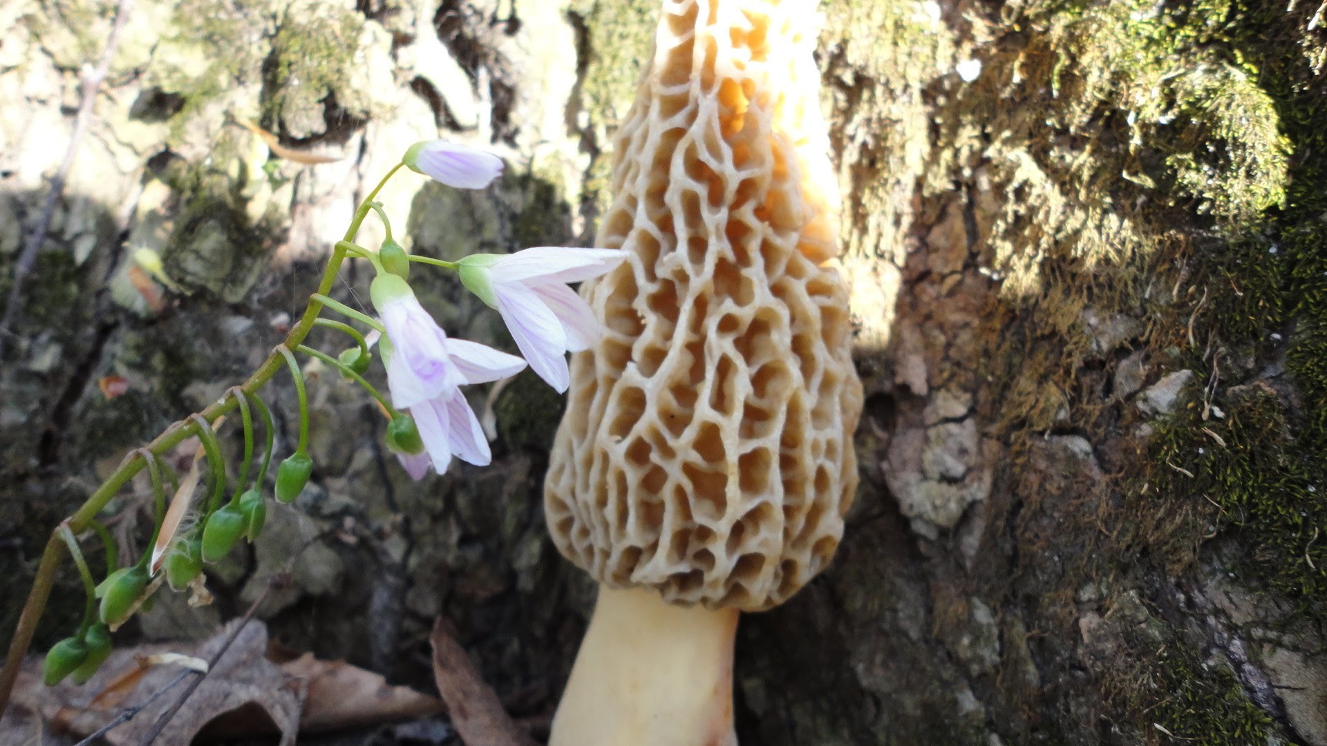 Morel Mushroom Wallpaper (52+ images)