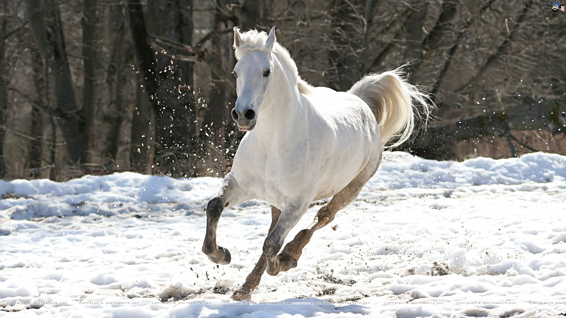 Running Horses Wallpaper (63+ images)