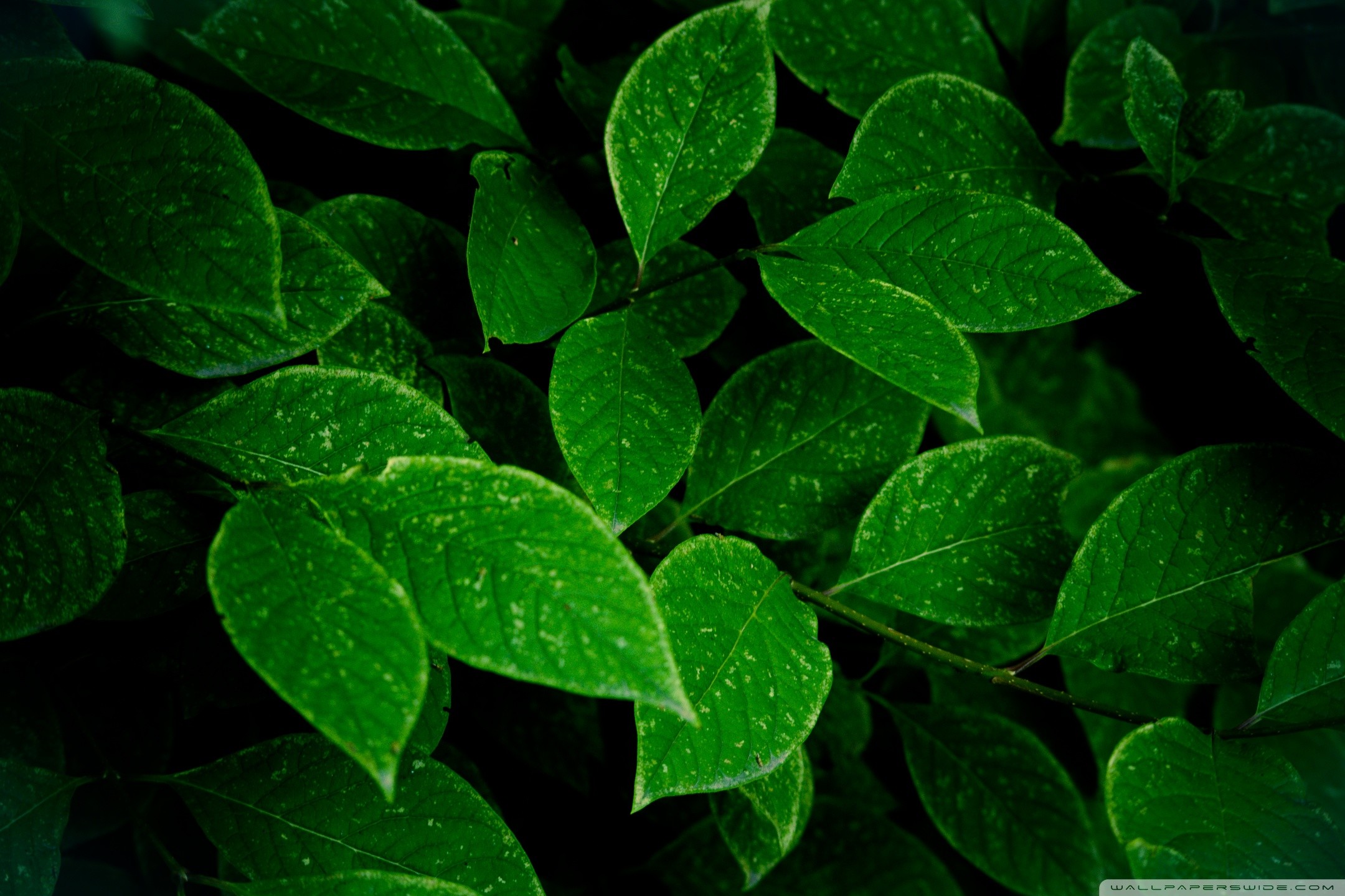 Green Leaves Wallpaper (66+ images)