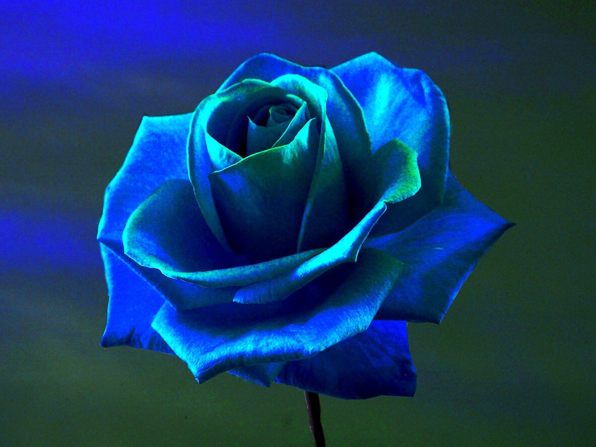 Blue Roses Wallpaper (58+ images)