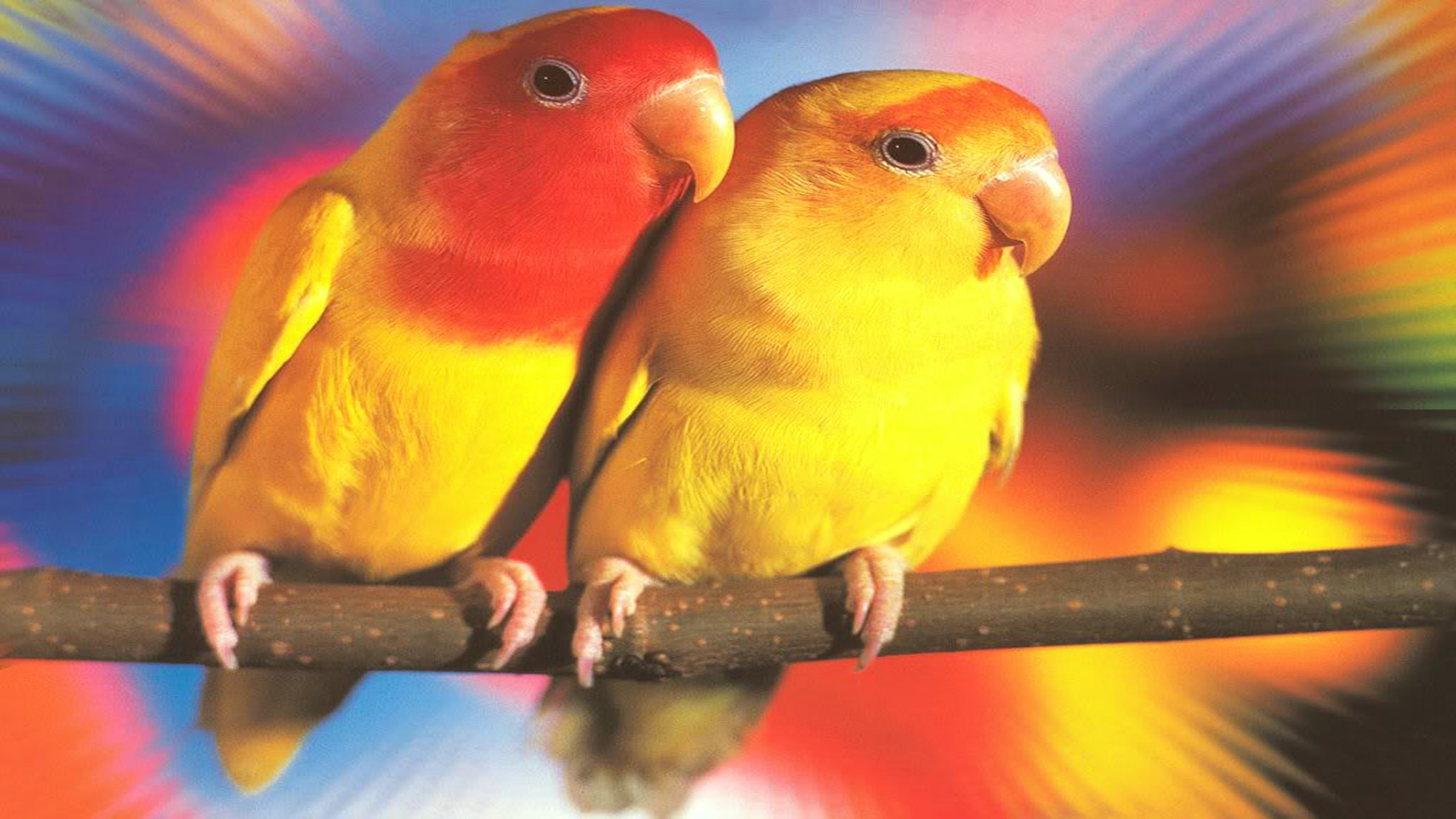 Lovebirds Wallpaper (56+ images)