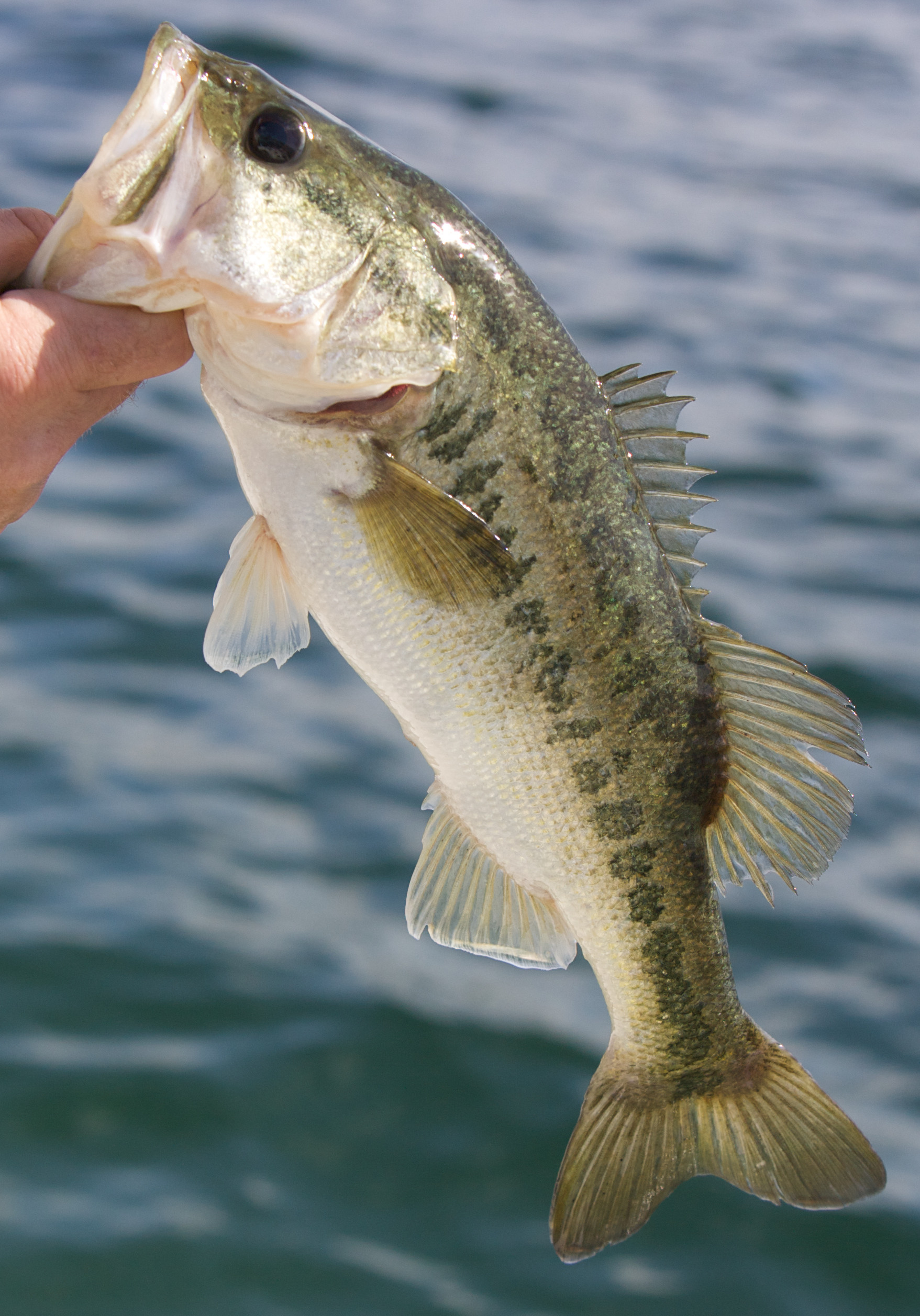 Largemouth Bass Wallpaper 58 Images 