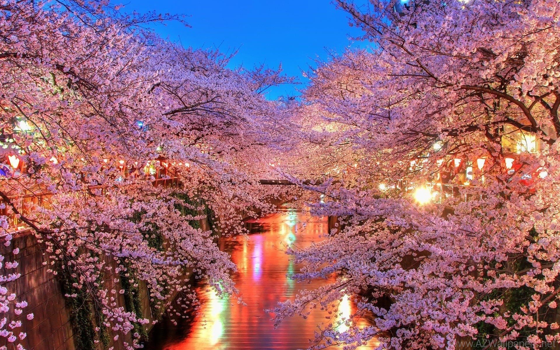 Cherry Blossom Tree Wallpaper 60 Images 