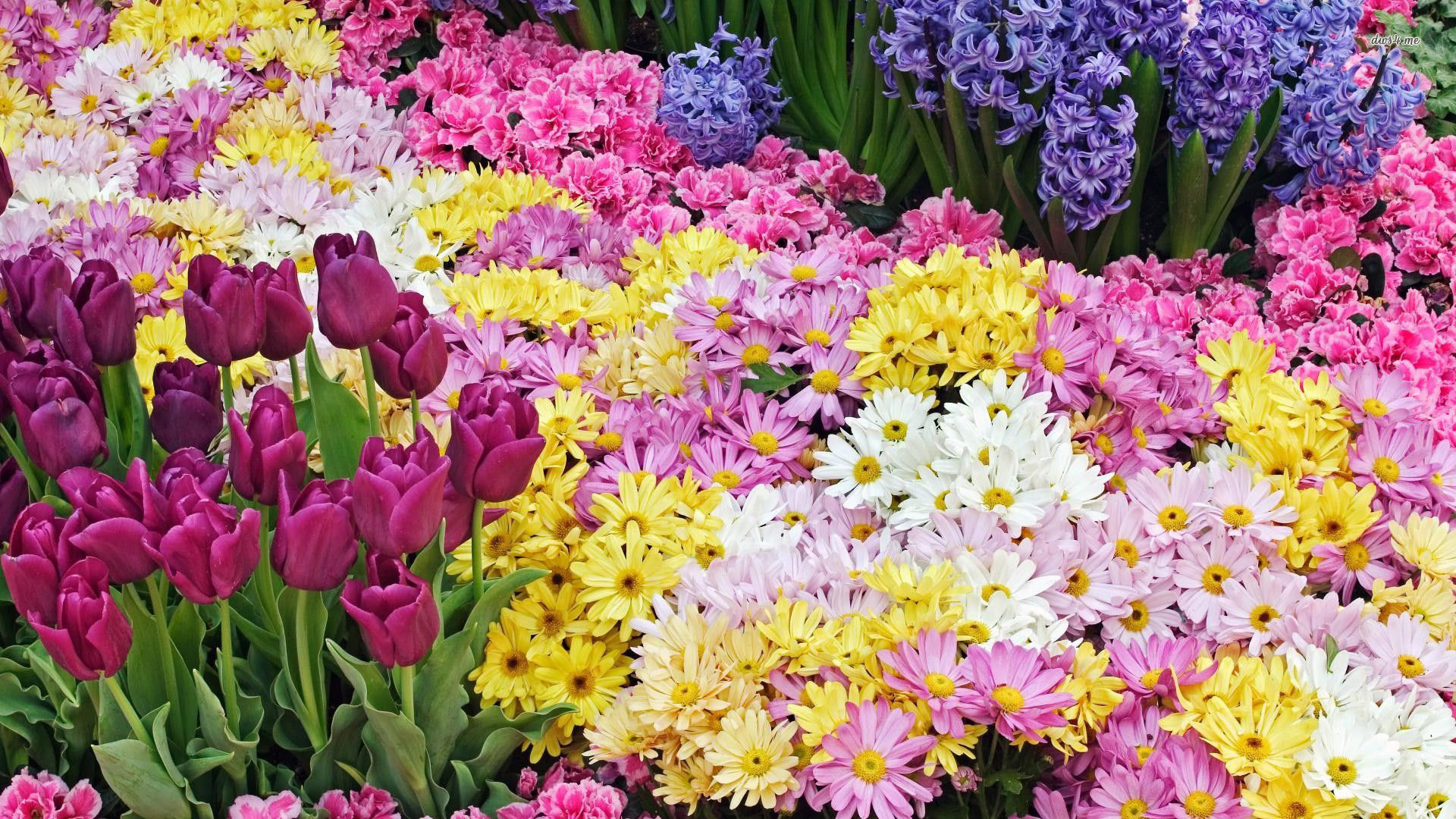 desktop-wallpaper-spring-flowers-60-images