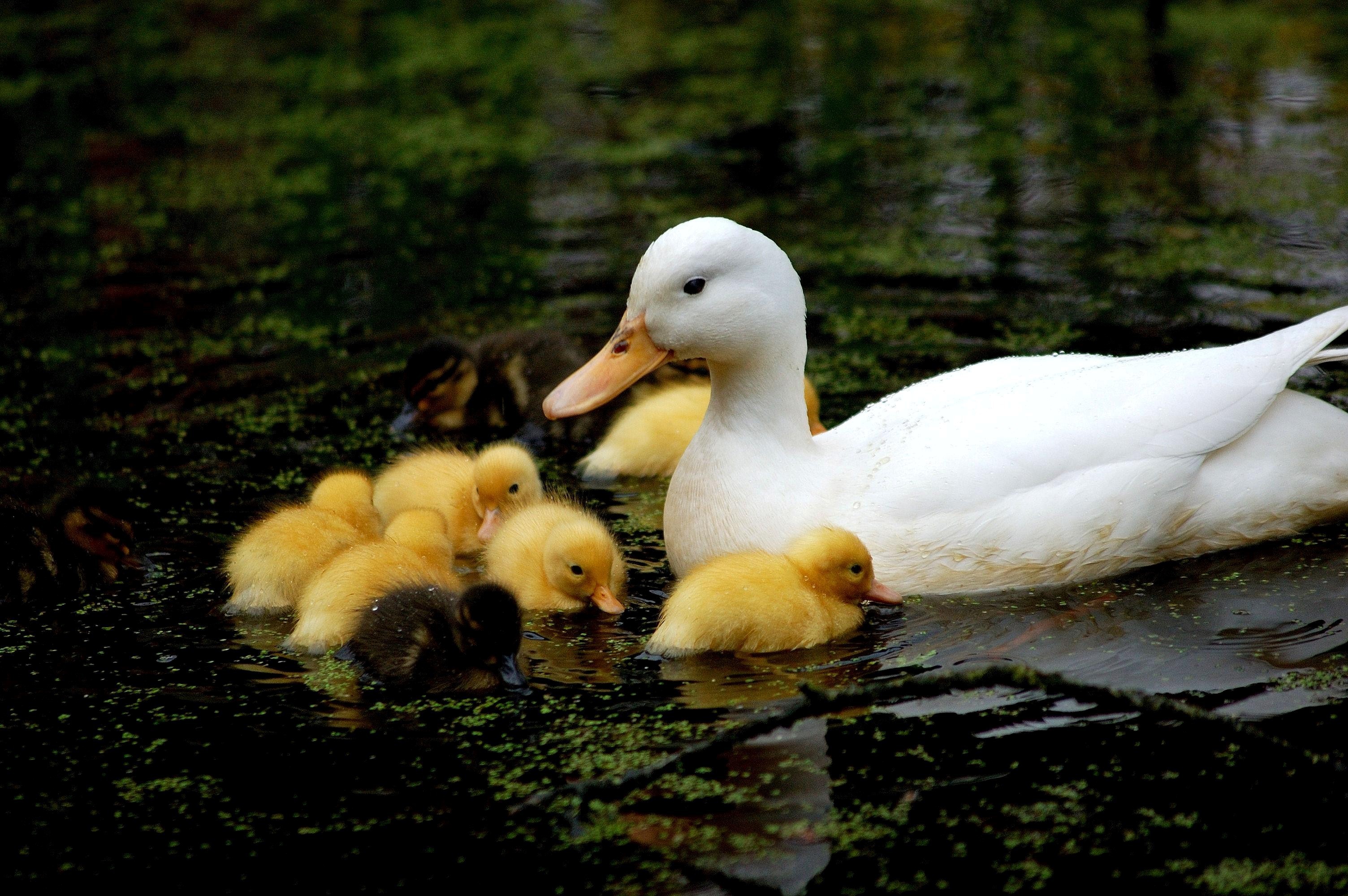 Baby Ducks Wallpaper 62 Images 