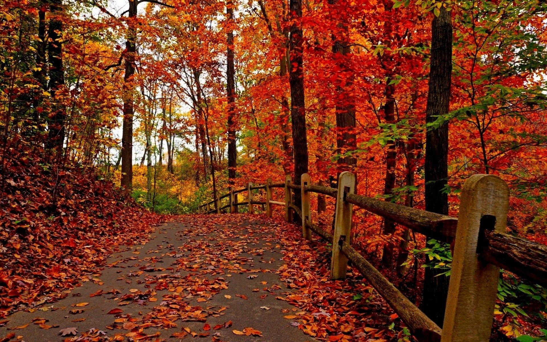 Fall Screensavers Wallpaper 69 Images Fall Screensavers Wallpaper 69 Images