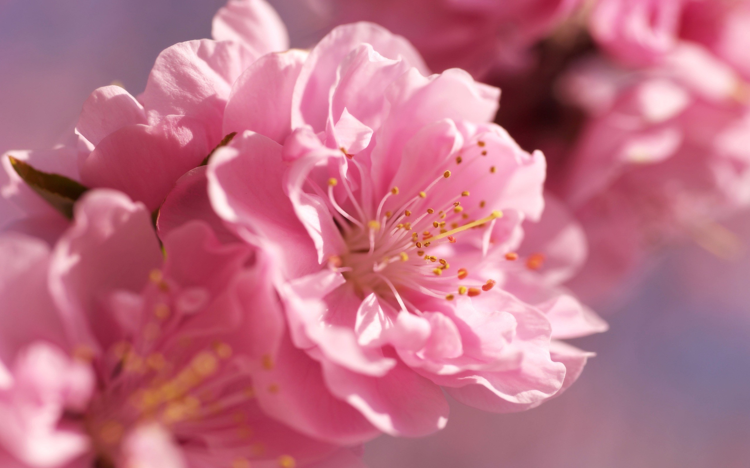 Cherry Blossom HD Wallpaper (71+ images)