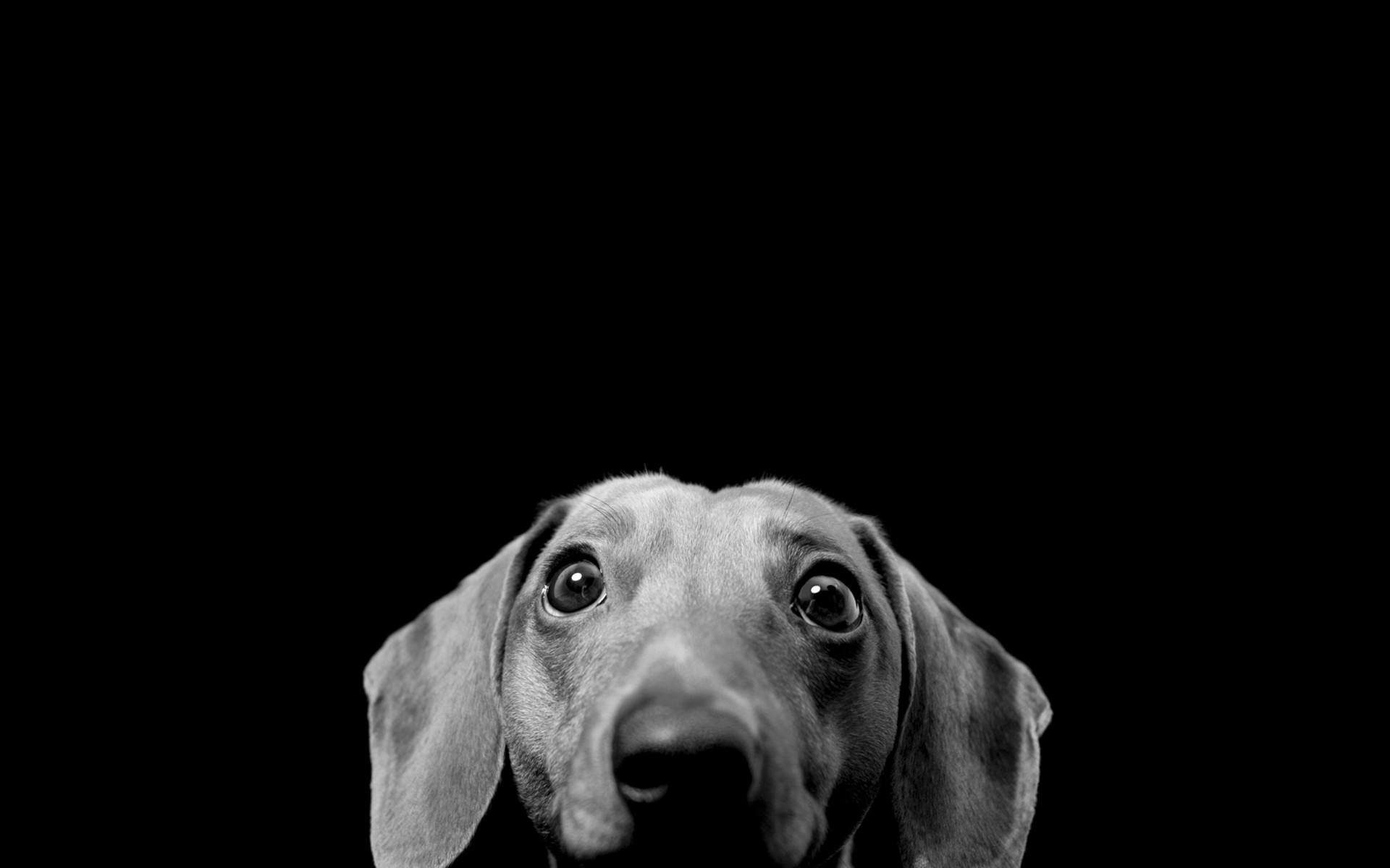 Black and White Dog Wallpaper (56+ images)