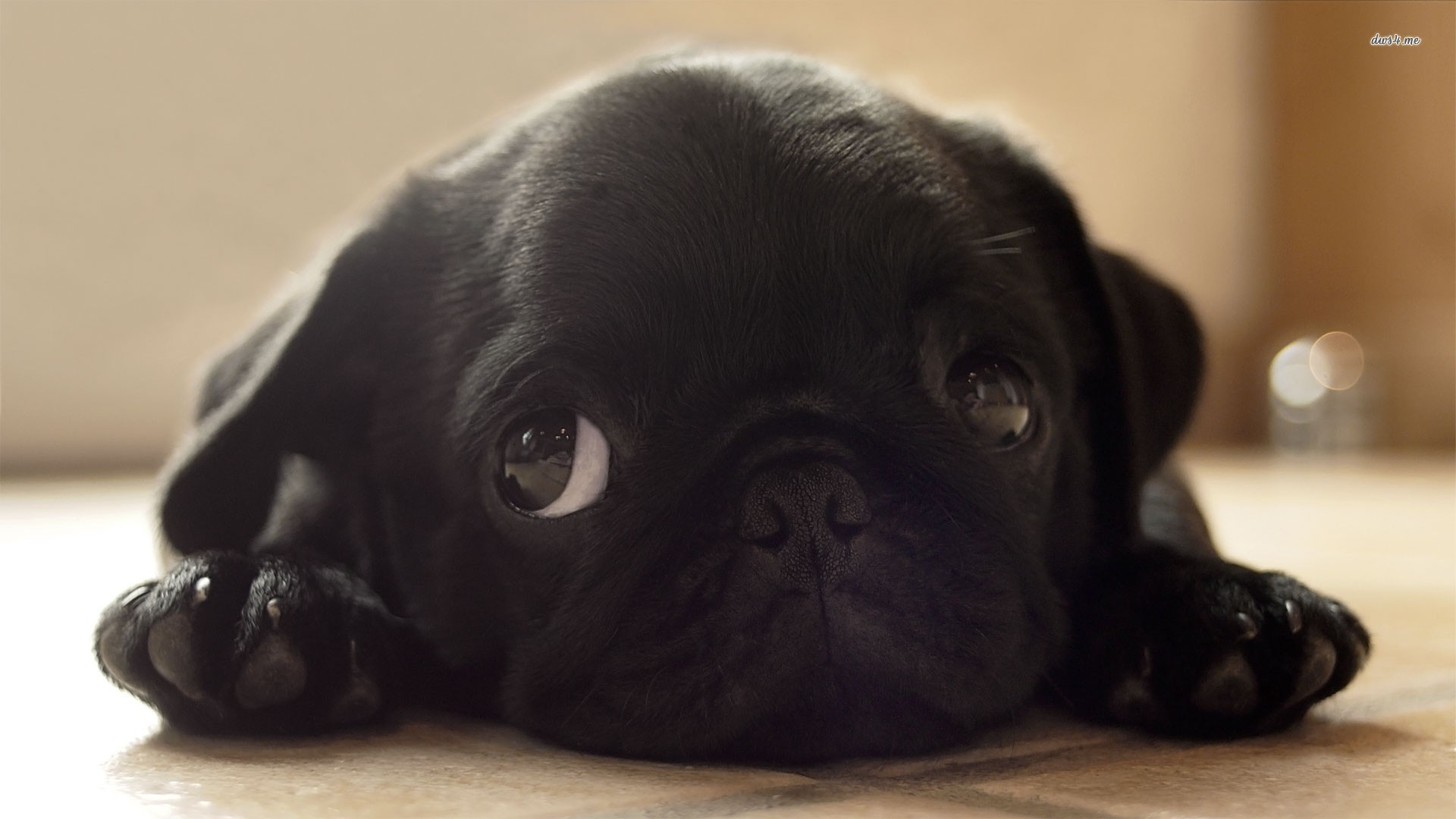 Pug Puppy Wallpaper (66+ images)