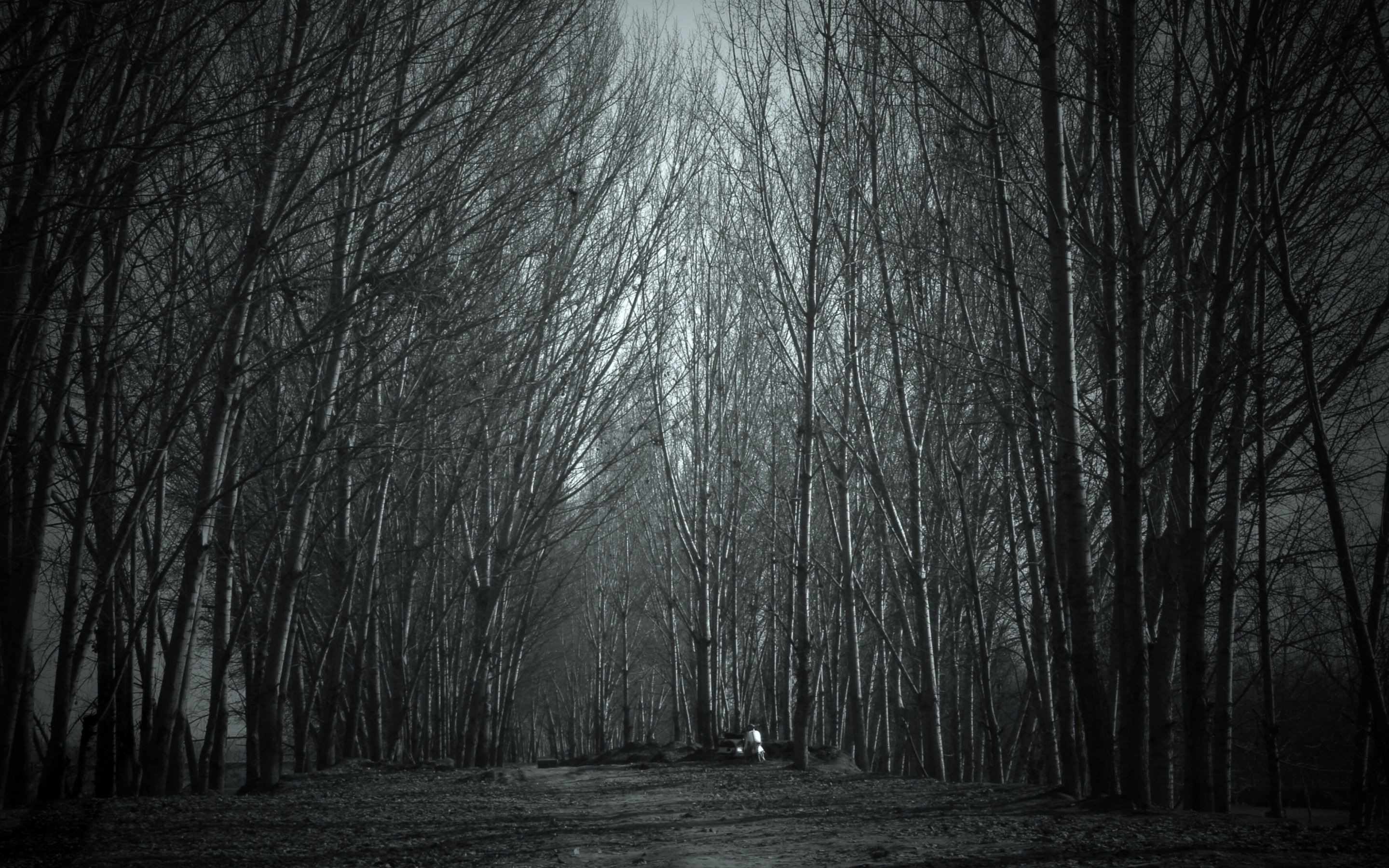 Creepy Forest Wallpaper 66 Images