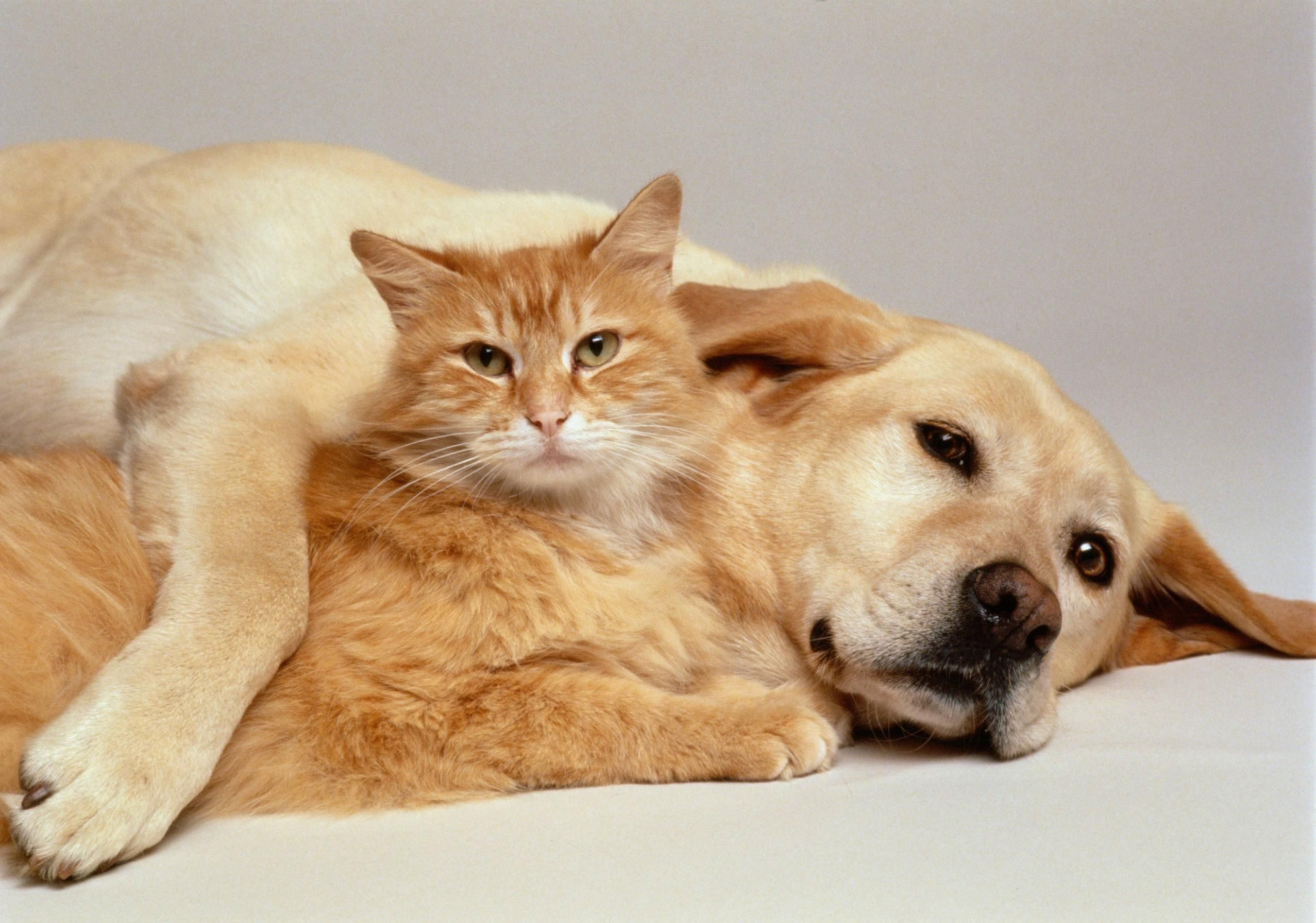 Cute Cats And Dogs Wallpaper 54 Images