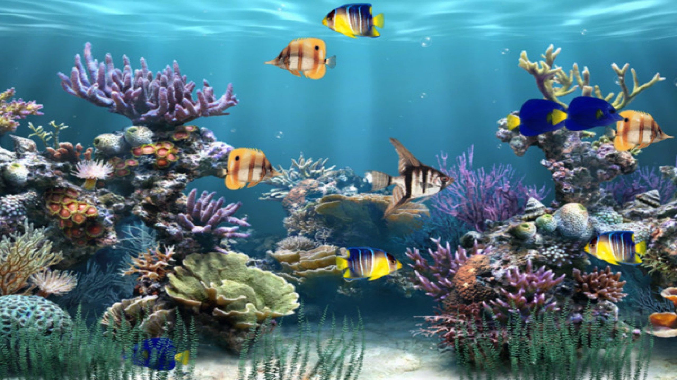 moving fish desktop wallpaper free download