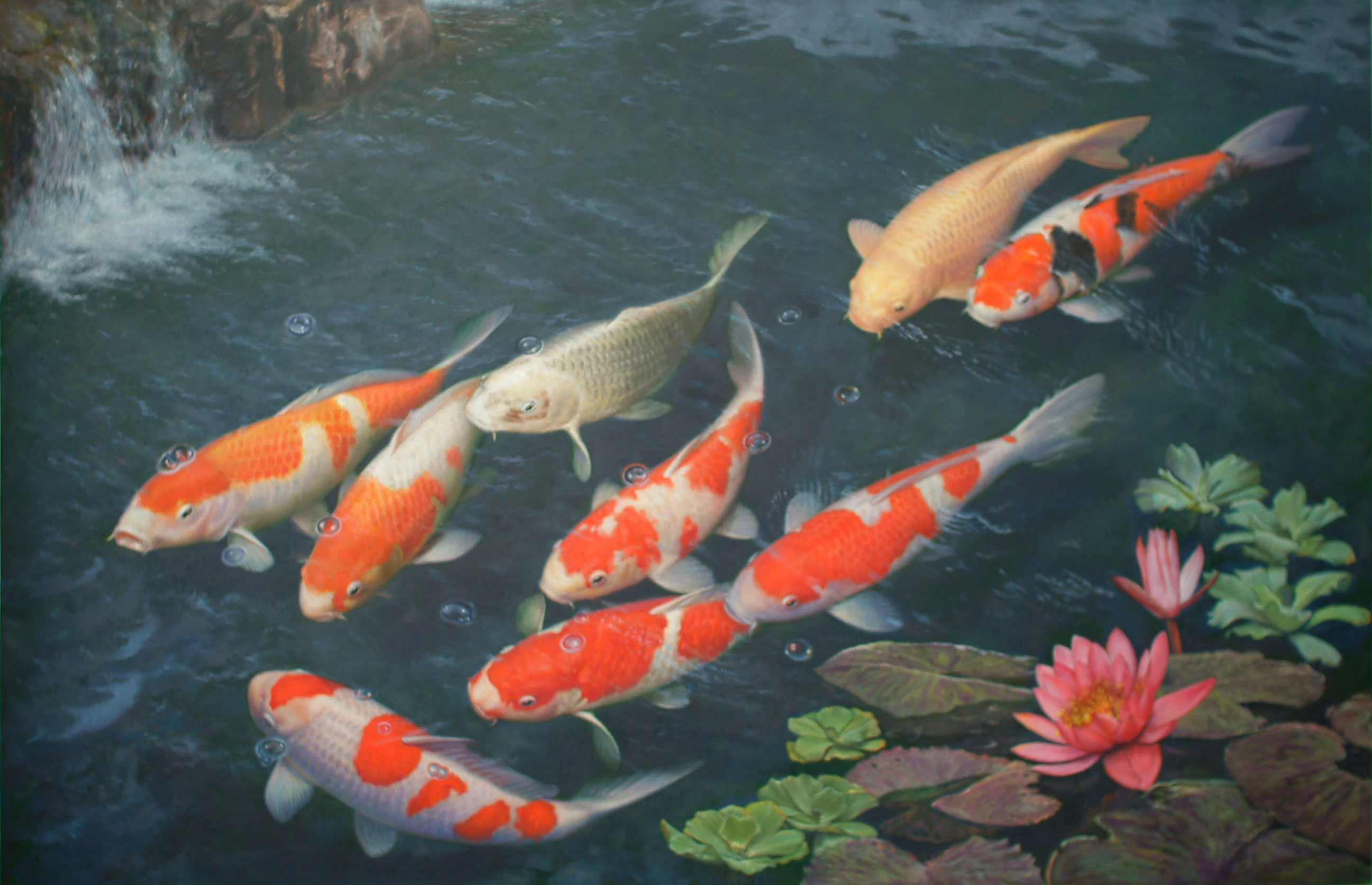 live koi fish