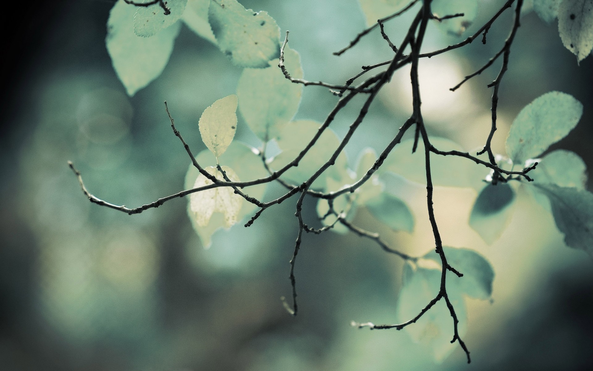 Wallpaper with Tree Branches (51+ images)