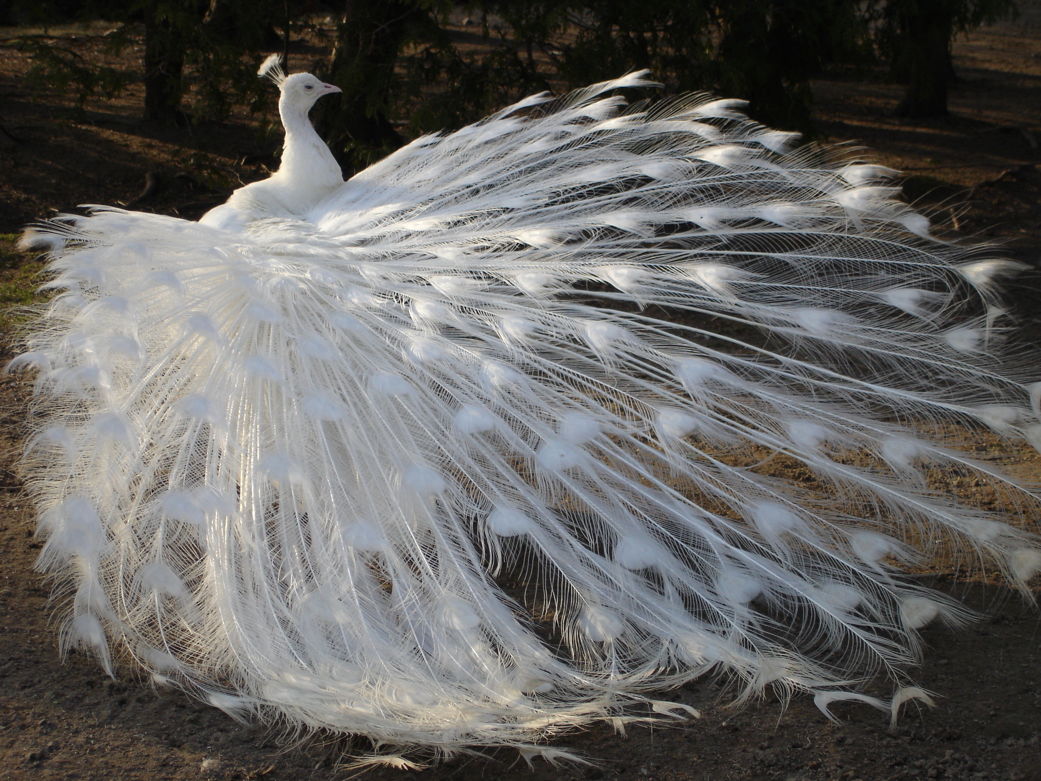 awesome white peacock wallpapers HD Wallpapers