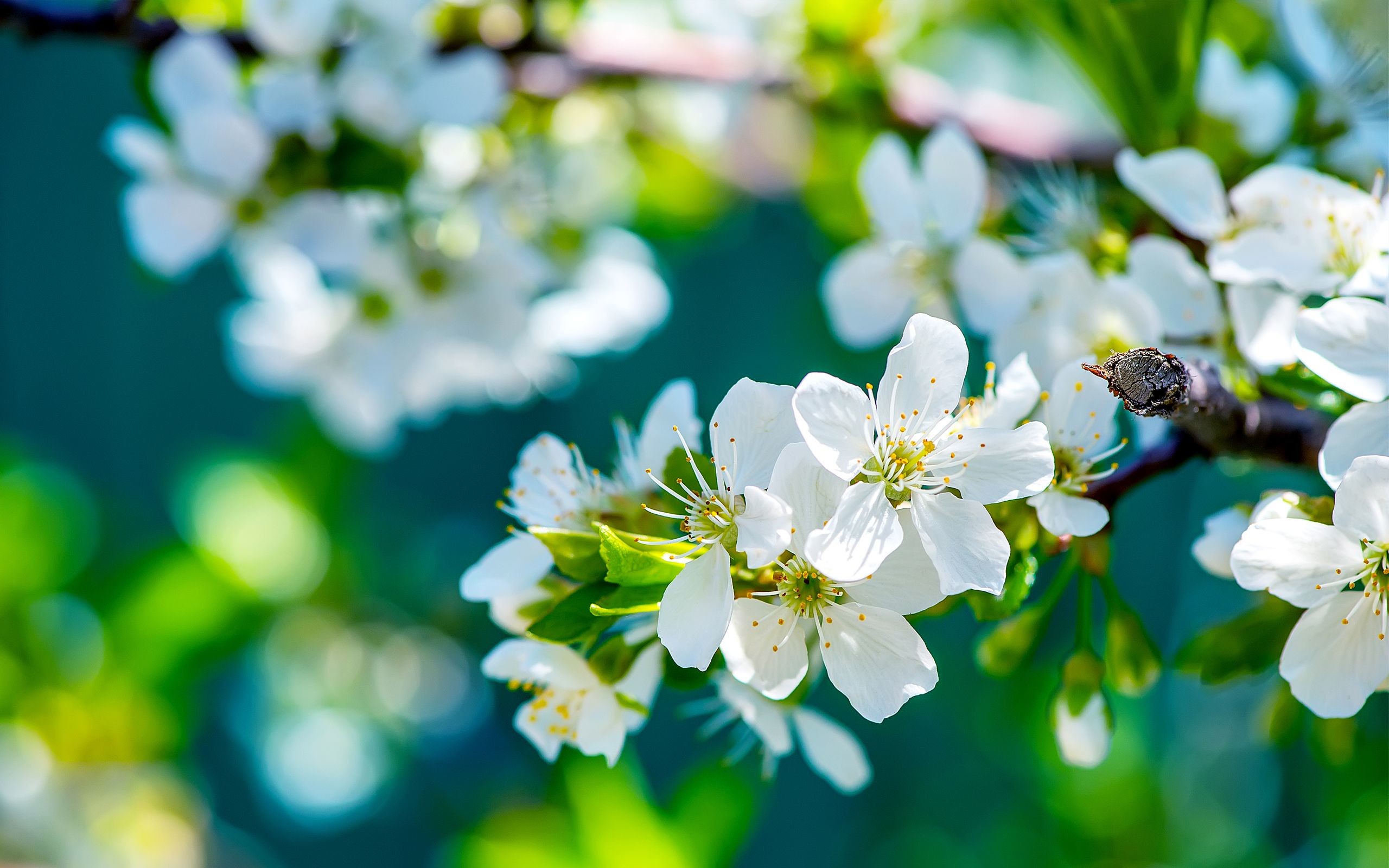 Matching The Mood With 4K Flower Backgrounds