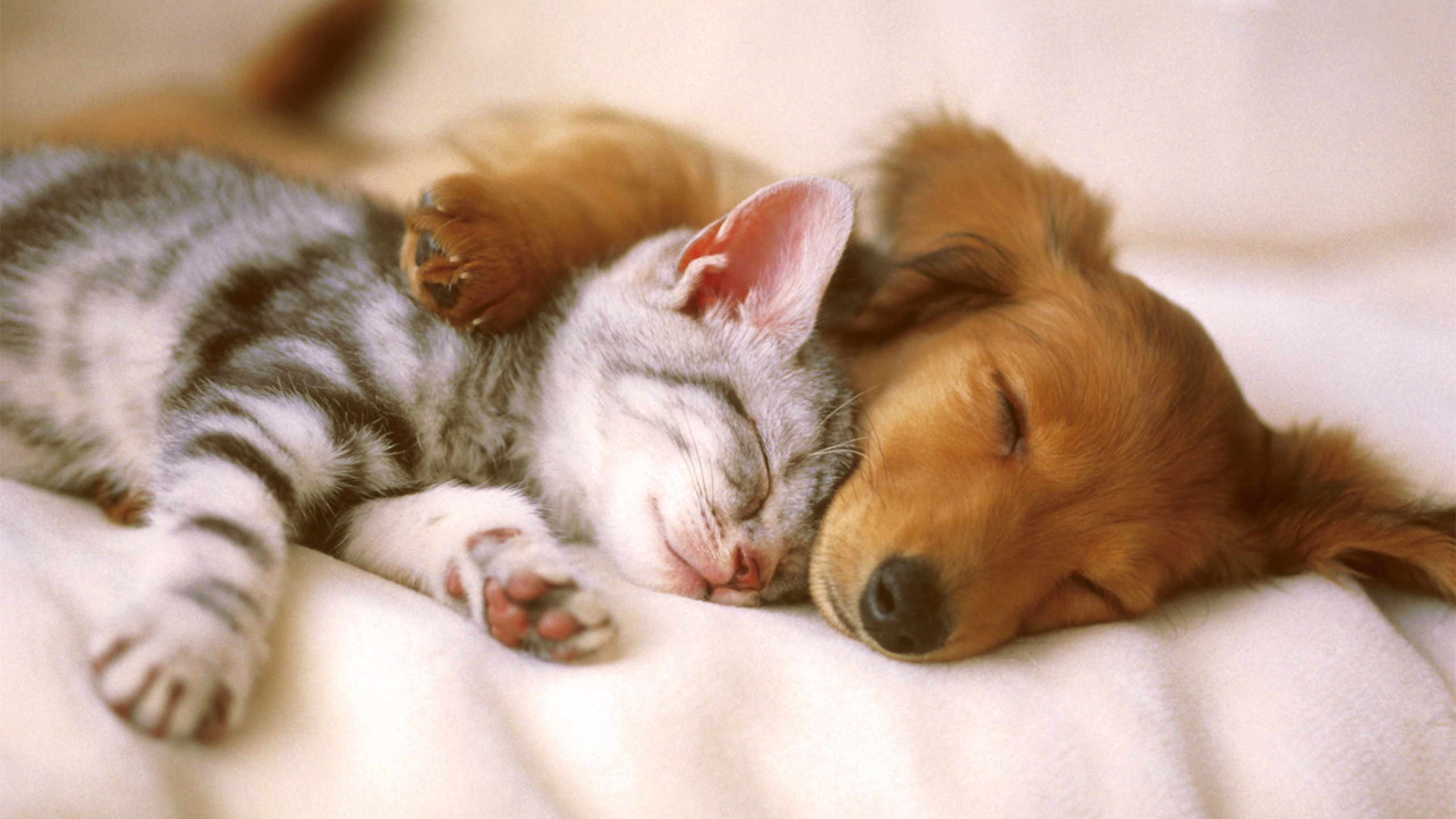 Cute Baby Animals Wallpapers 61 Images 