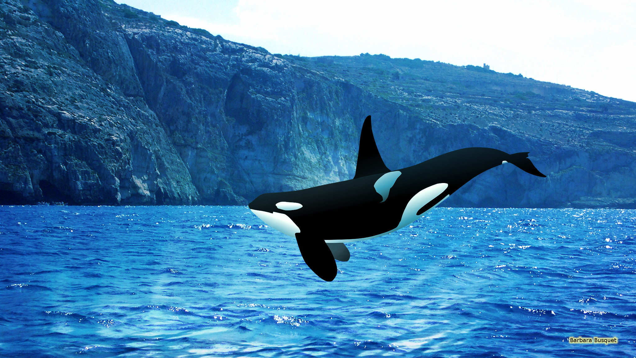 Orca Whale Wallpaper (56+ images)