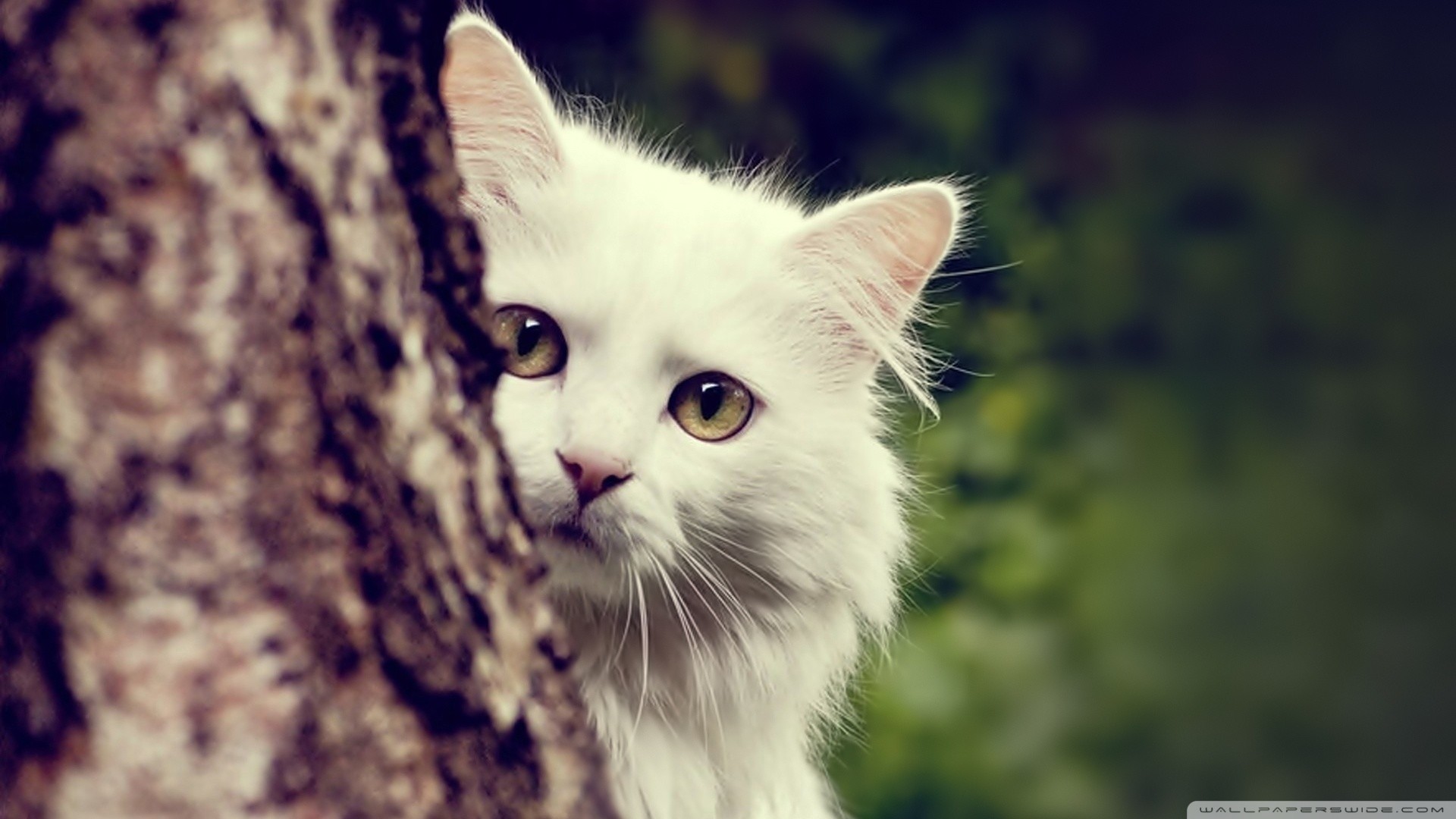 Cat HD Wallpapers 1080p (64+ images)