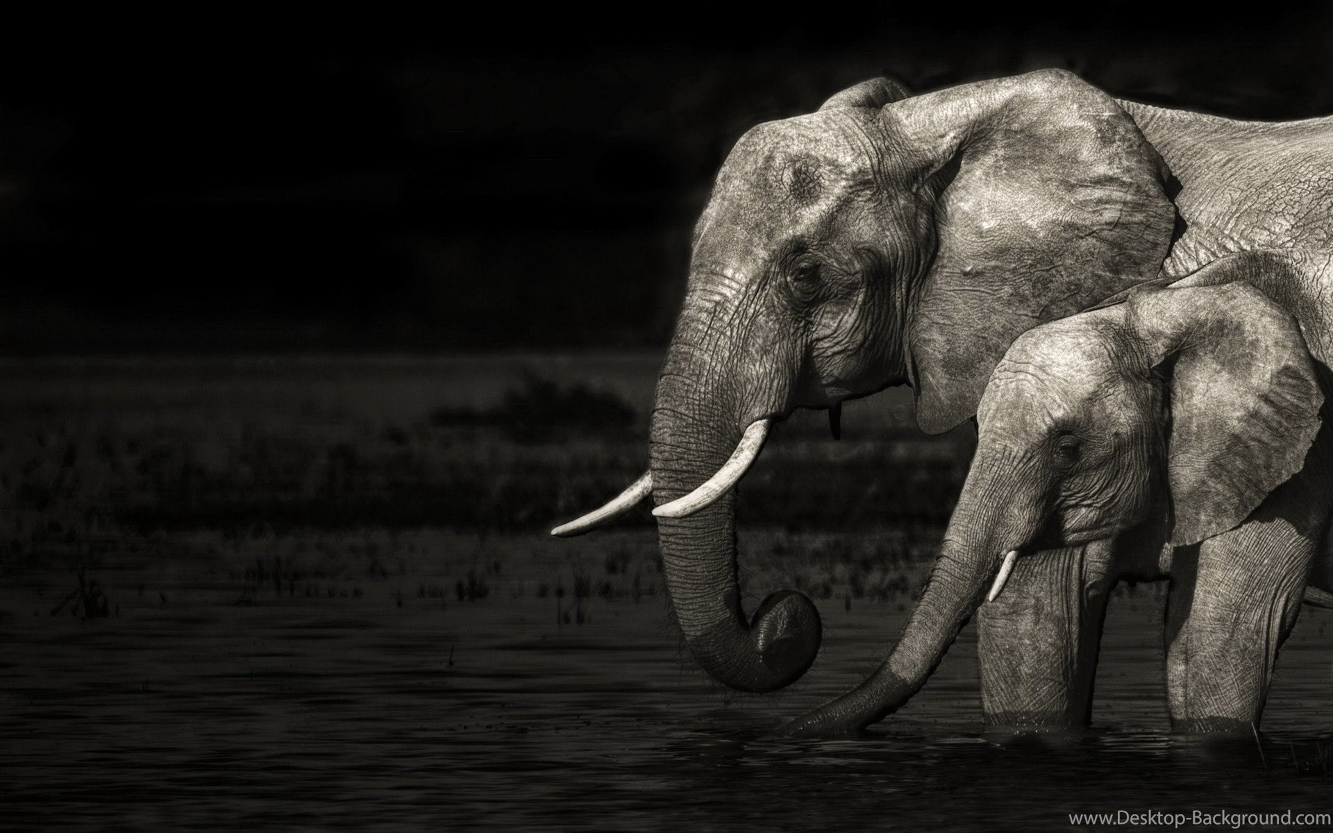 Elephant Desktop Backgrounds (74+ images)