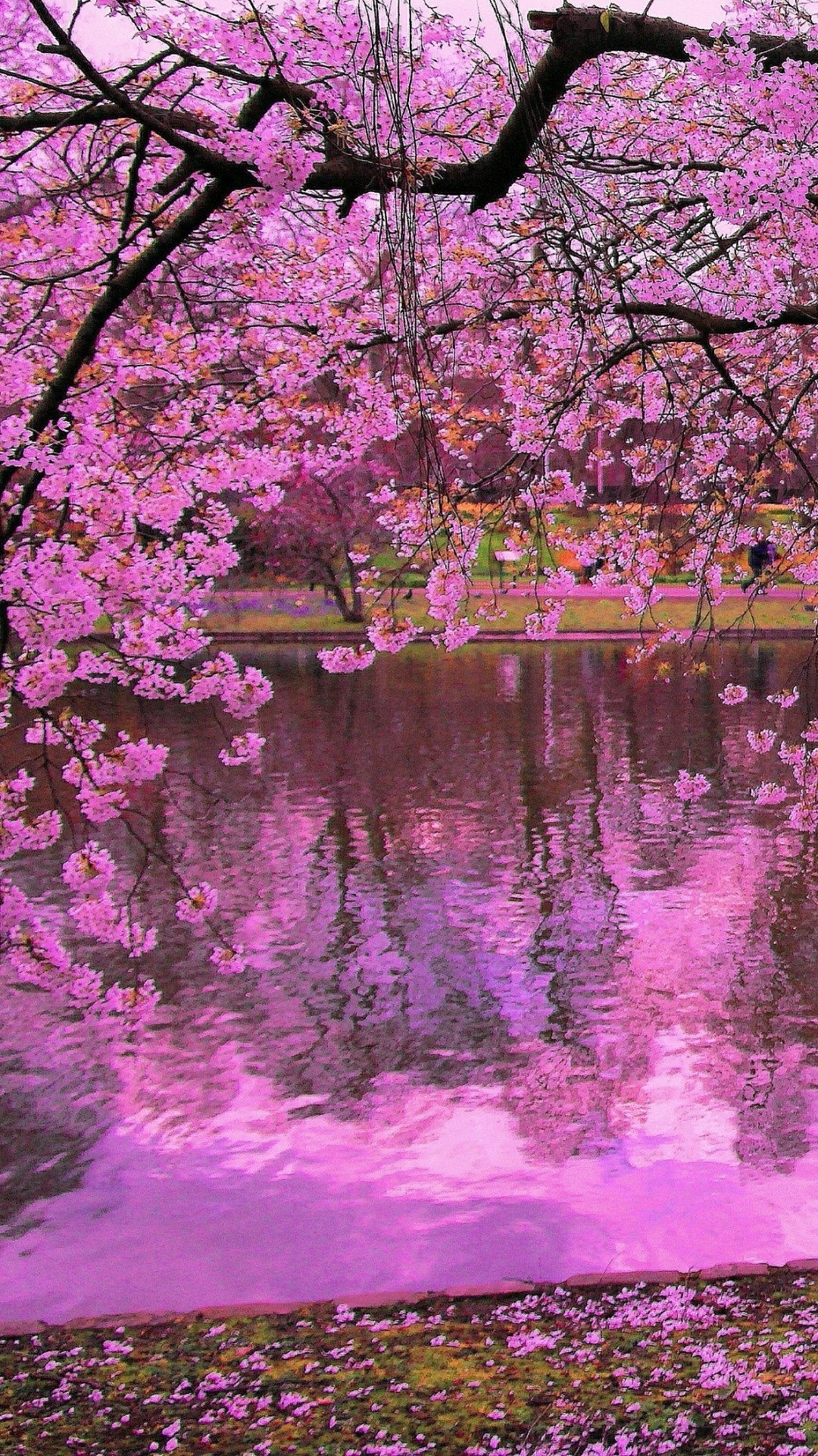 Wallpaper Cherry Blossom Background